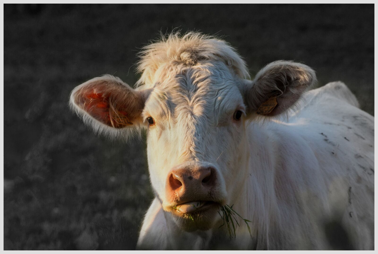 Canon EF-S 55-250mm F4-5.6 IS sample photo. Cow, field, cattle photography