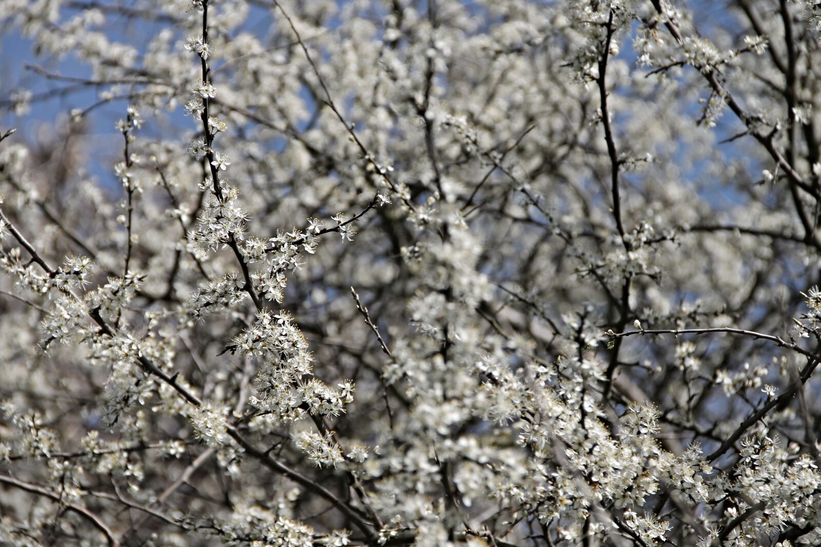 Canon EOS 1100D (EOS Rebel T3 / EOS Kiss X50) sample photo. Blackthorn, sloes, black thorn photography
