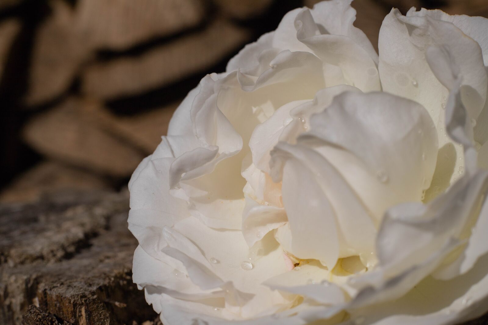 Canon EOS 6D Mark II sample photo. Rose, roses, white photography