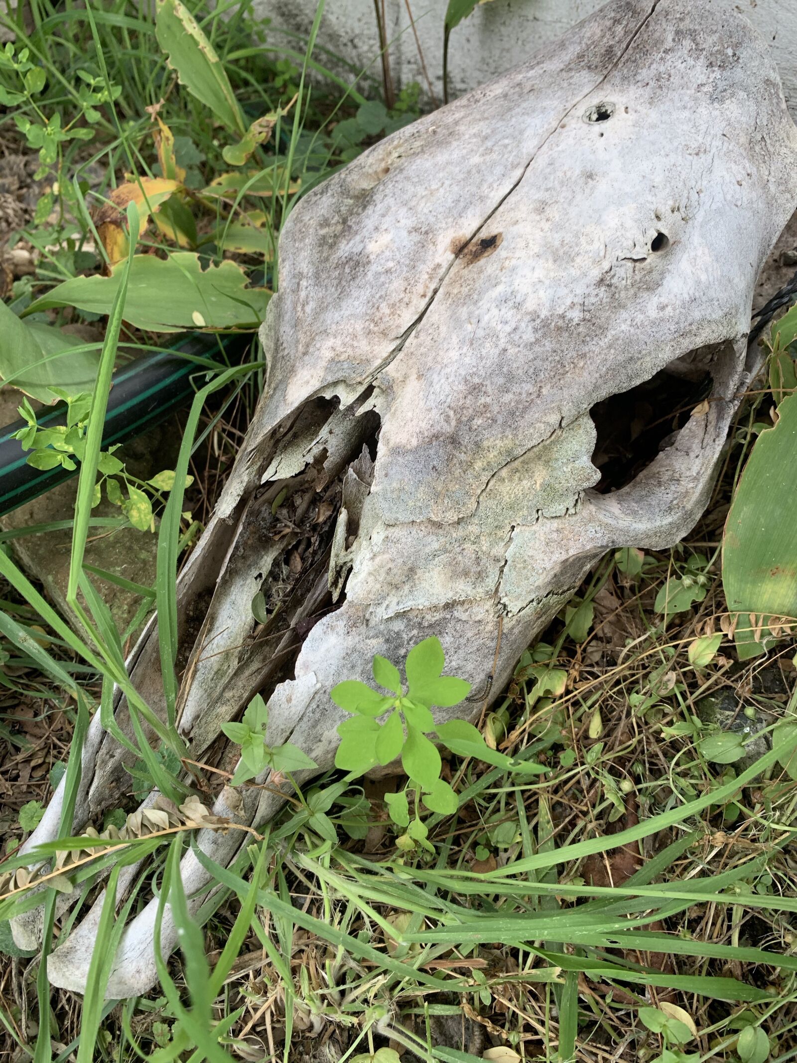Apple iPhone XR sample photo. Skull, cow, skeleton photography
