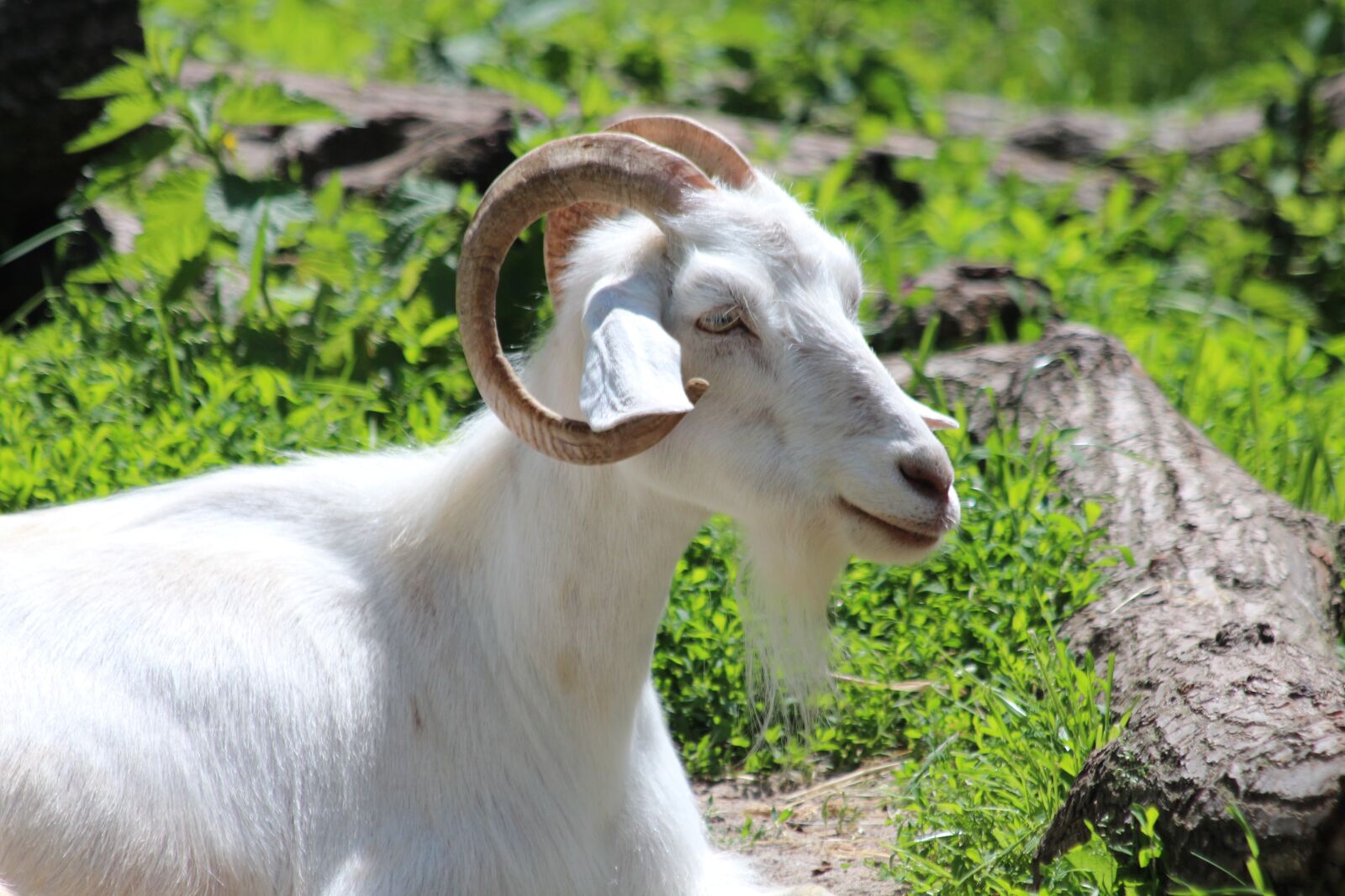 Canon EOS 650D (EOS Rebel T4i / EOS Kiss X6i) sample photo. Goat, white goat, animal photography