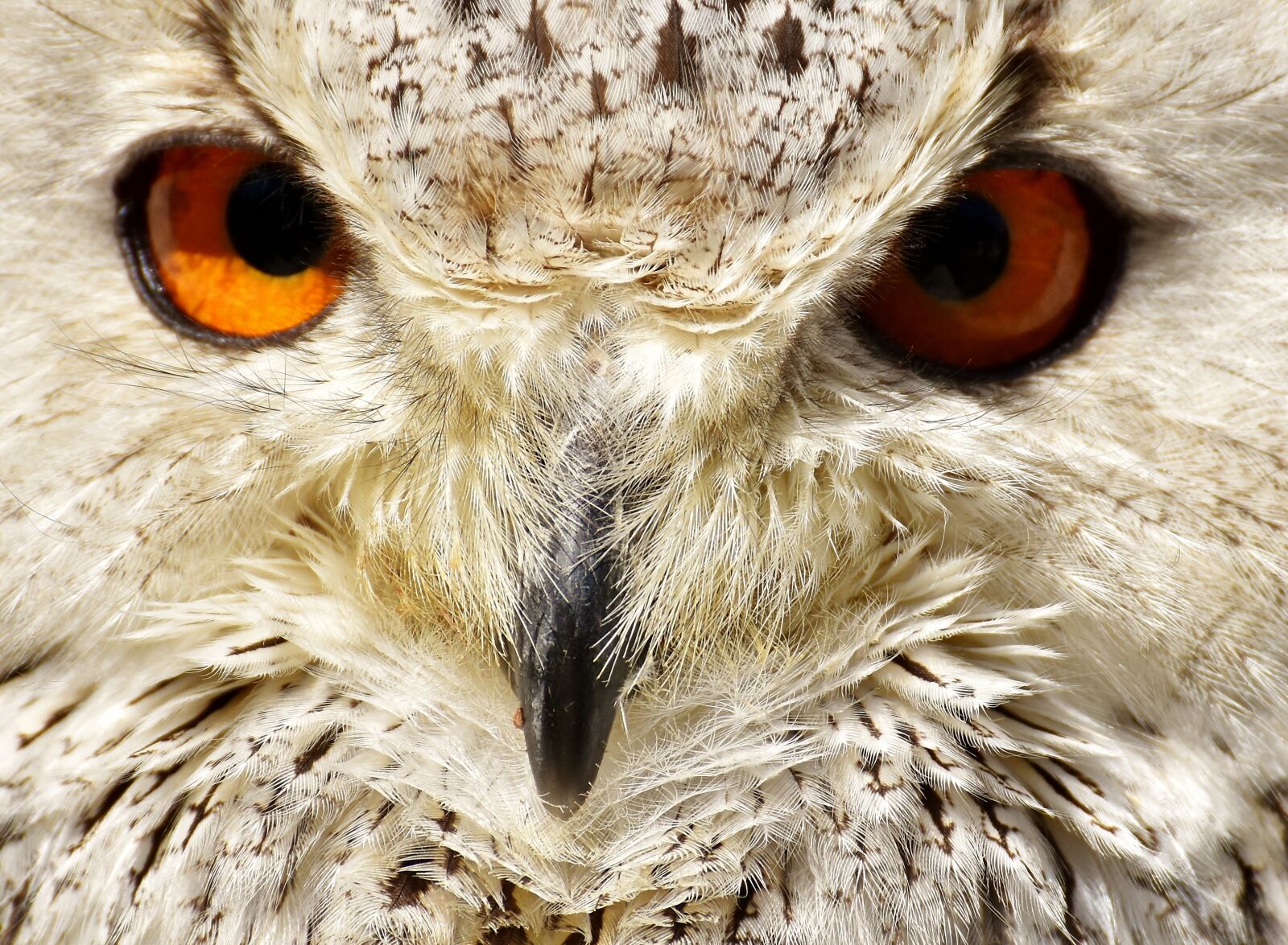 Nikon D7200 sample photo. Owl, bird, feather photography
