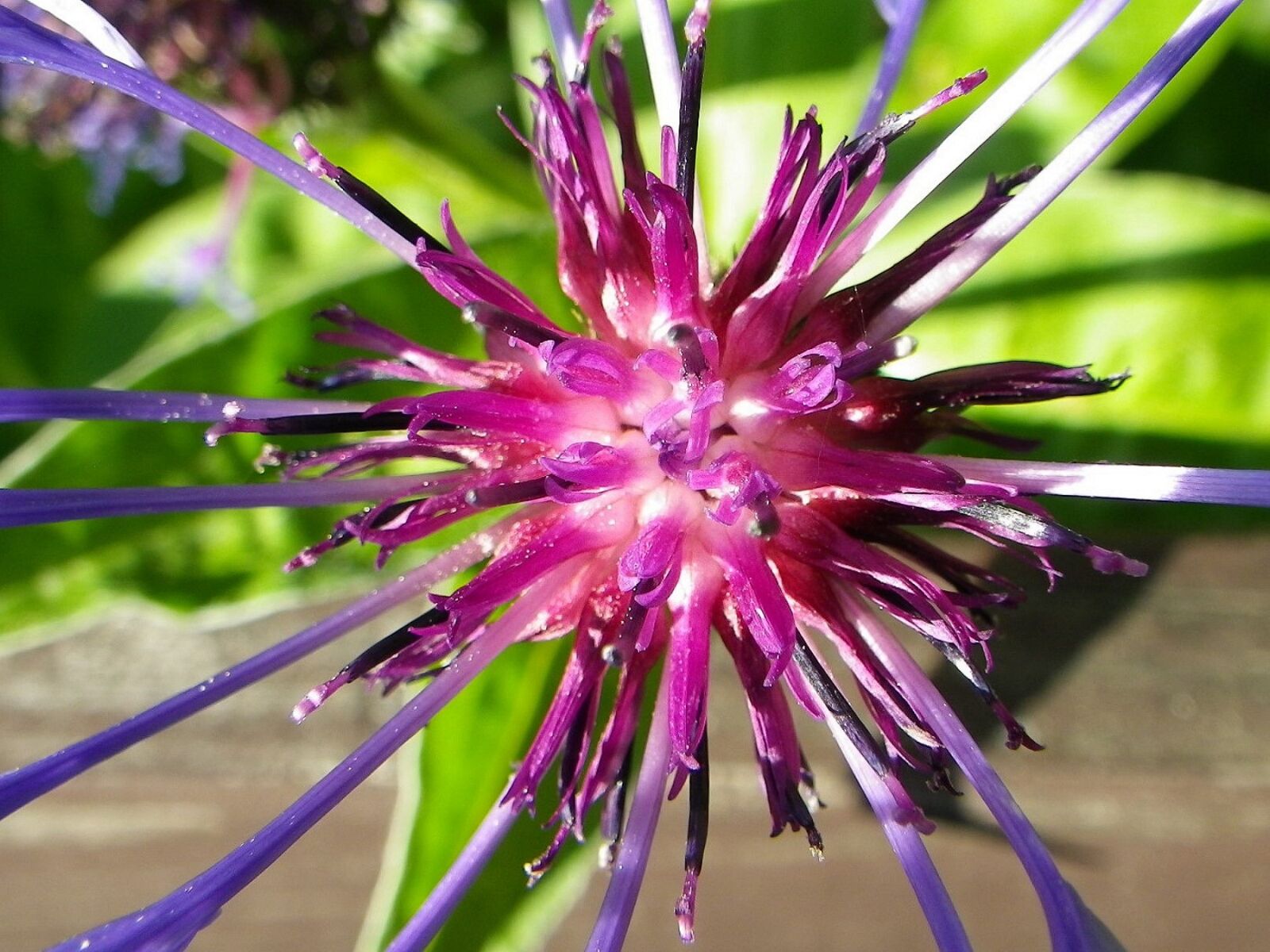 Pentax Optio W90 sample photo. Spring, flower, nature photography