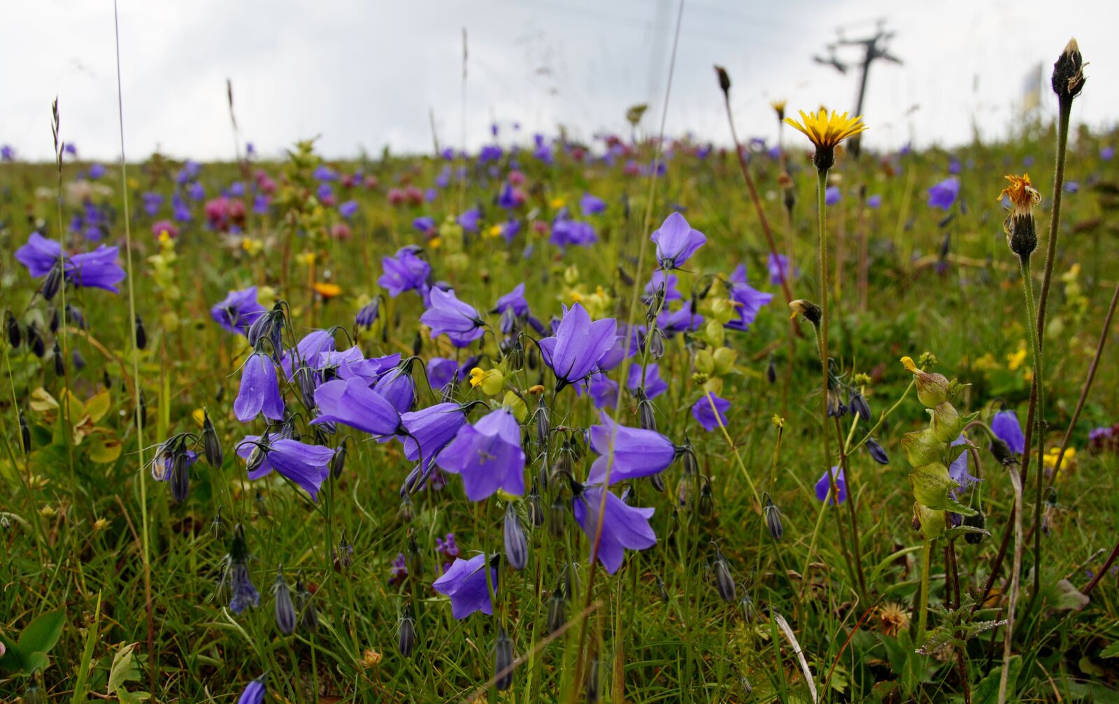 Sony SLT-A58 sample photo. Blue, bell, alpine photography