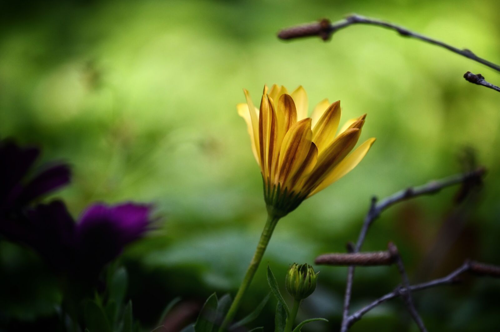 Nikon Z6 sample photo. Marguerite, blossom, bloom photography