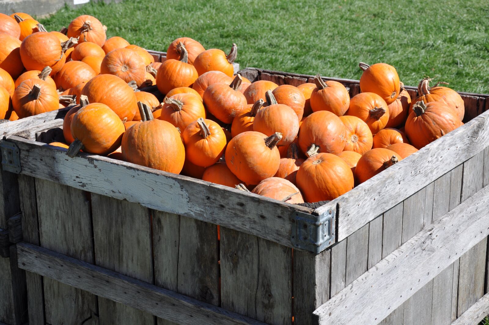Nikon D90 sample photo. Fall, fruit, food photography