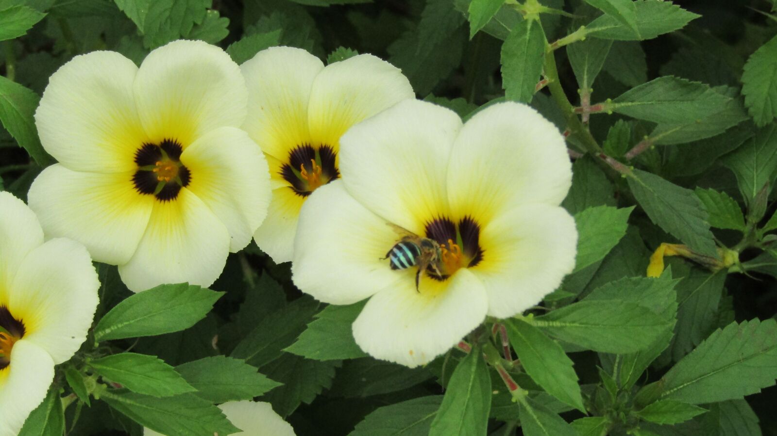 Canon POWERSHOT SX430 IS sample photo. Flowers, nature, view photography