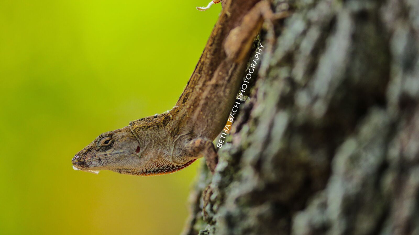 Canon EOS 750D (EOS Rebel T6i / EOS Kiss X8i) + Canon EF-S 55-250mm F4-5.6 IS II sample photo. Lizard, animal, green photography