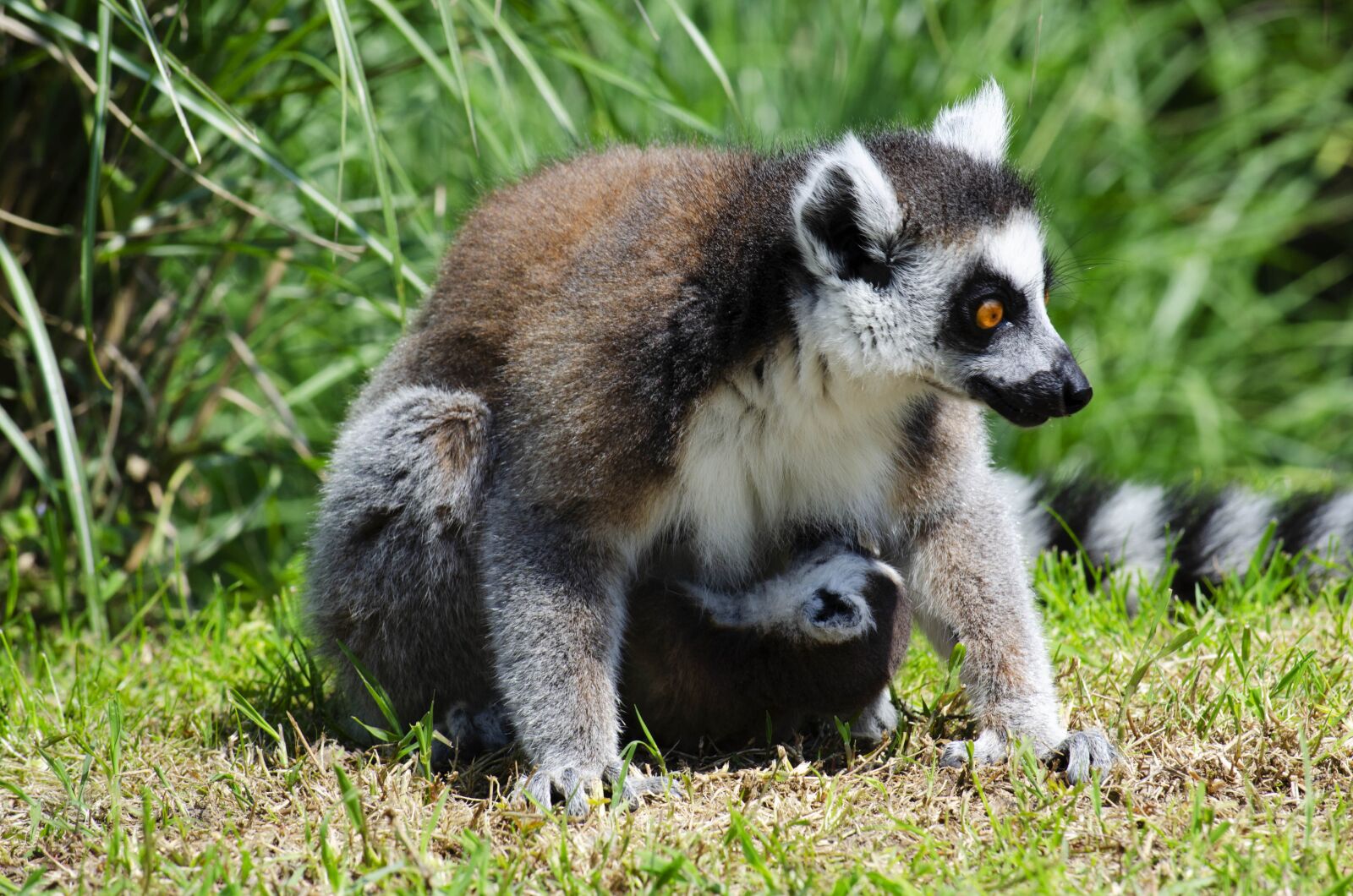 Nikon D5100 sample photo. Lemur, mama, madagascar photography