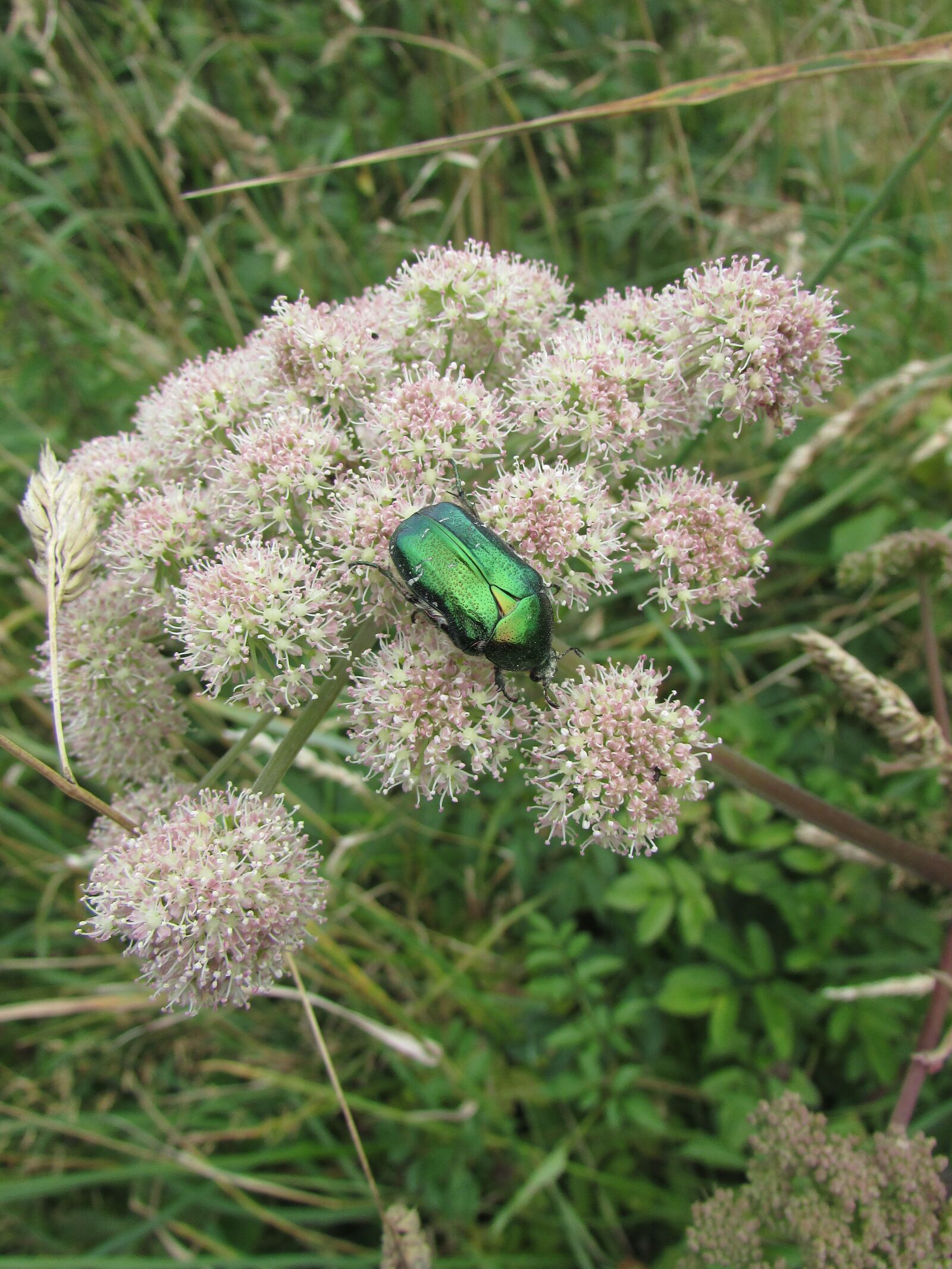 Canon PowerShot SX400 IS sample photo. Beetle, insect, iridescent green photography