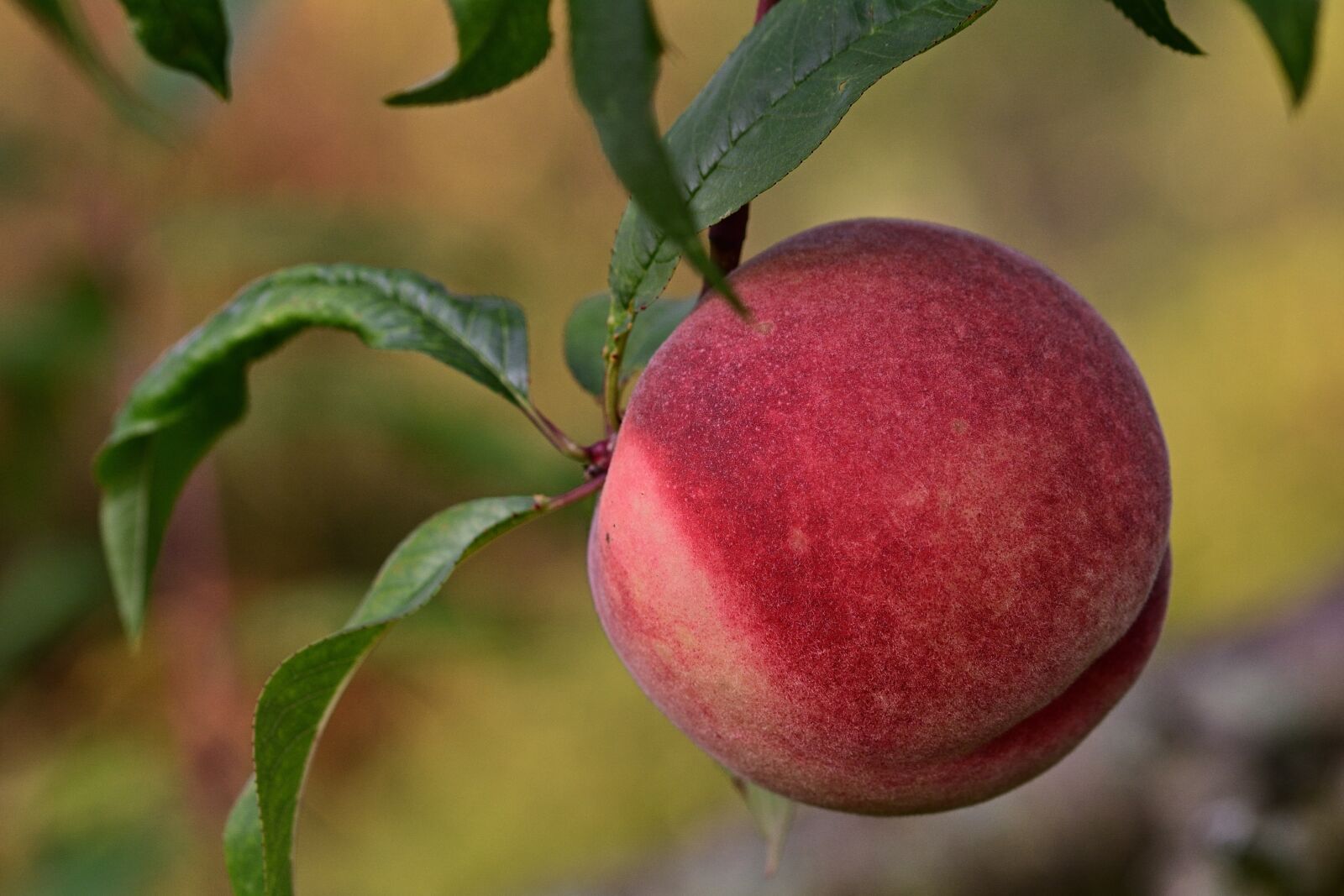 Nikon D5200 sample photo. Fruit, peach, garden photography