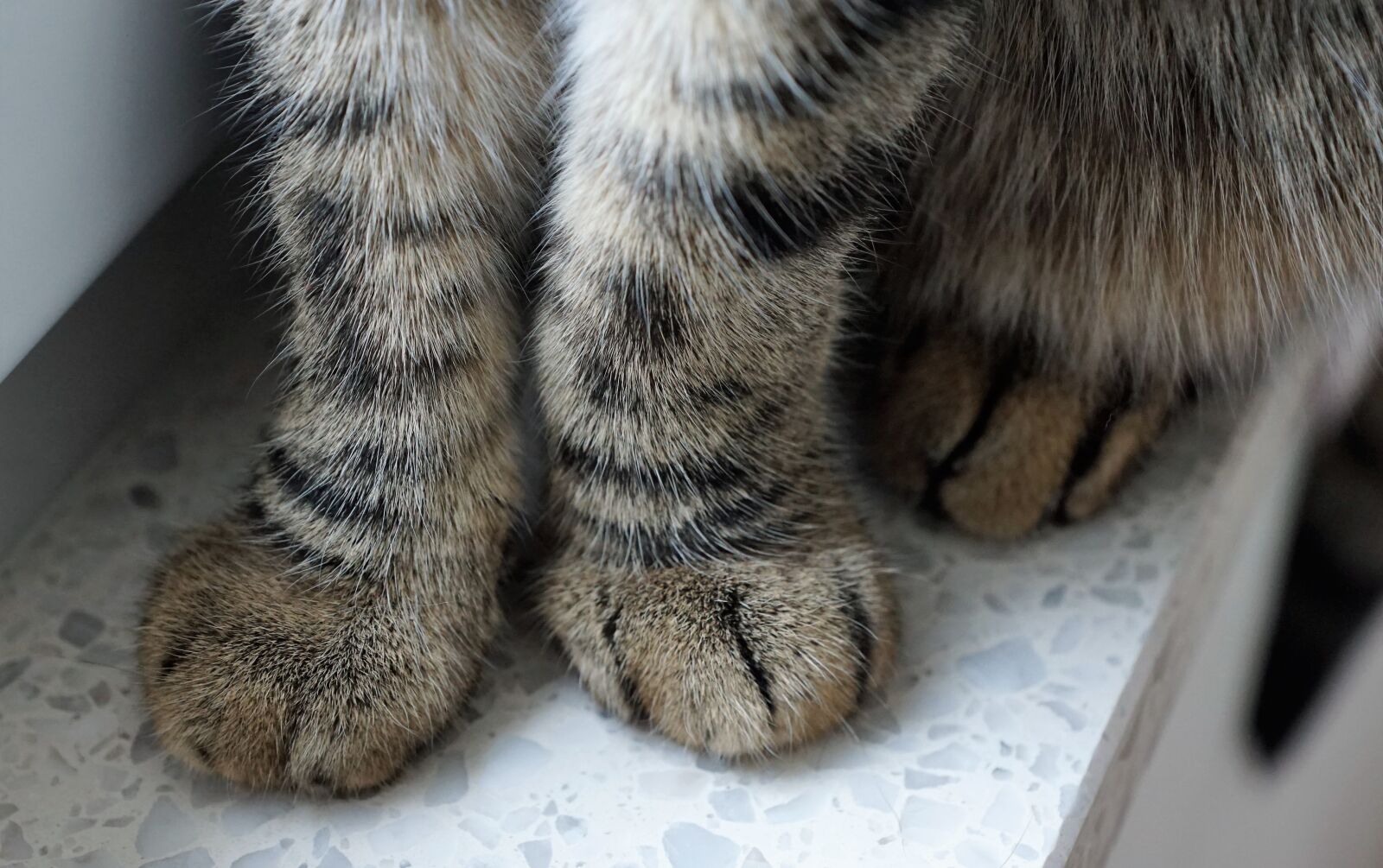 Sony ILCA-77M2 + Sony DT 16-50mm F2.8 SSM sample photo. Cat, animal, pet photography