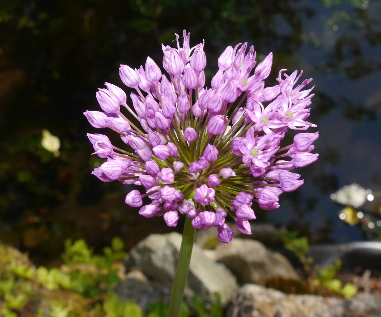 Panasonic Lumix DMC-G6 sample photo. Allium giganteum, amaryllidaceae, plant photography