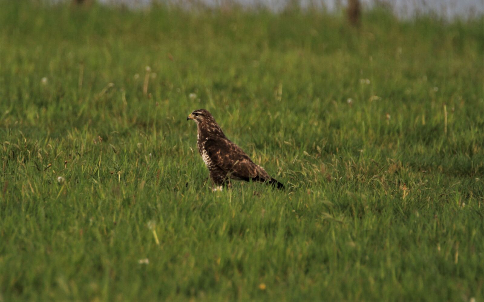 Tamron SP 150-600mm F5-6.3 Di VC USD sample photo. Bird of prey, common photography