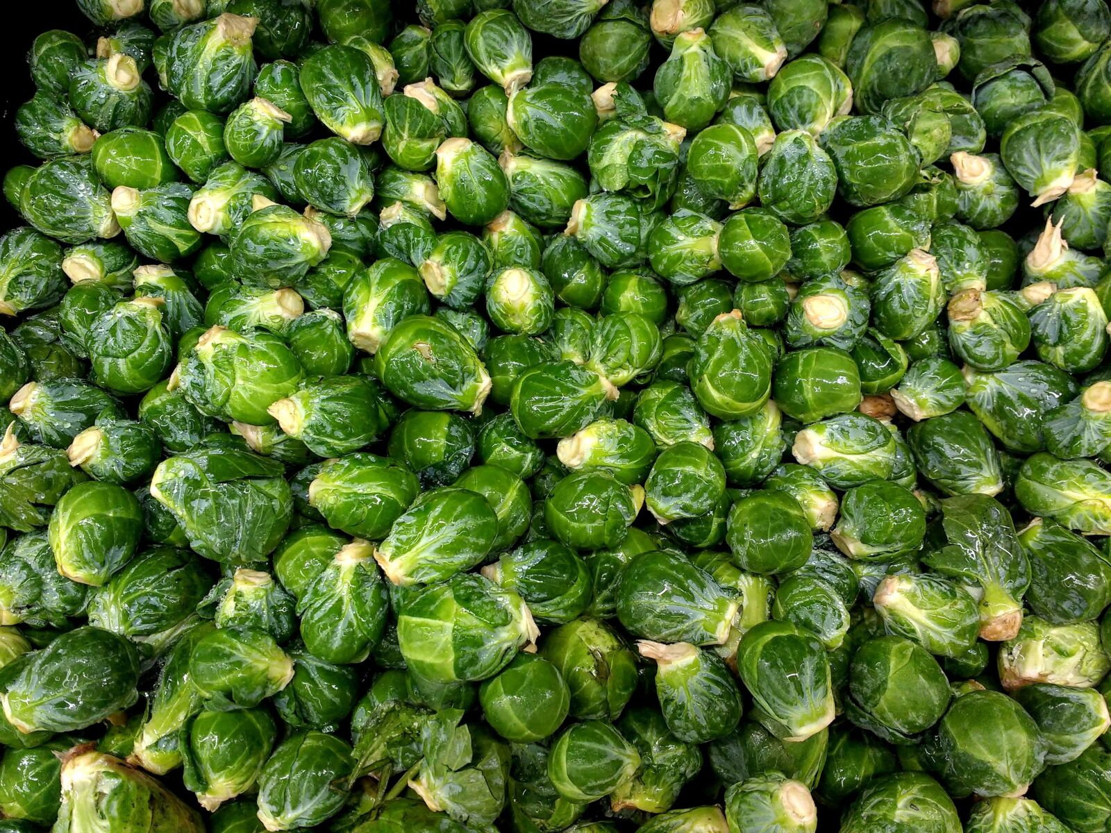 Motorola MotoG3 sample photo. Cabbage, vegetable, herb, produce photography