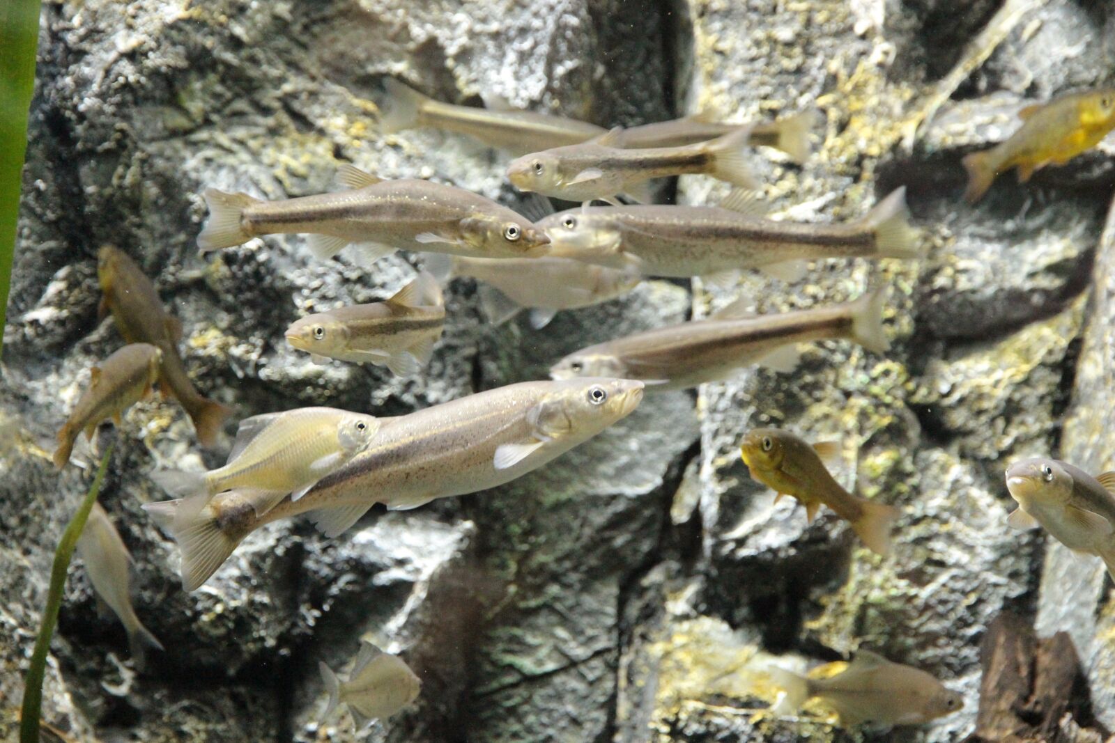 Canon EOS 650D (EOS Rebel T4i / EOS Kiss X6i) sample photo. Fish, cod, river fish photography