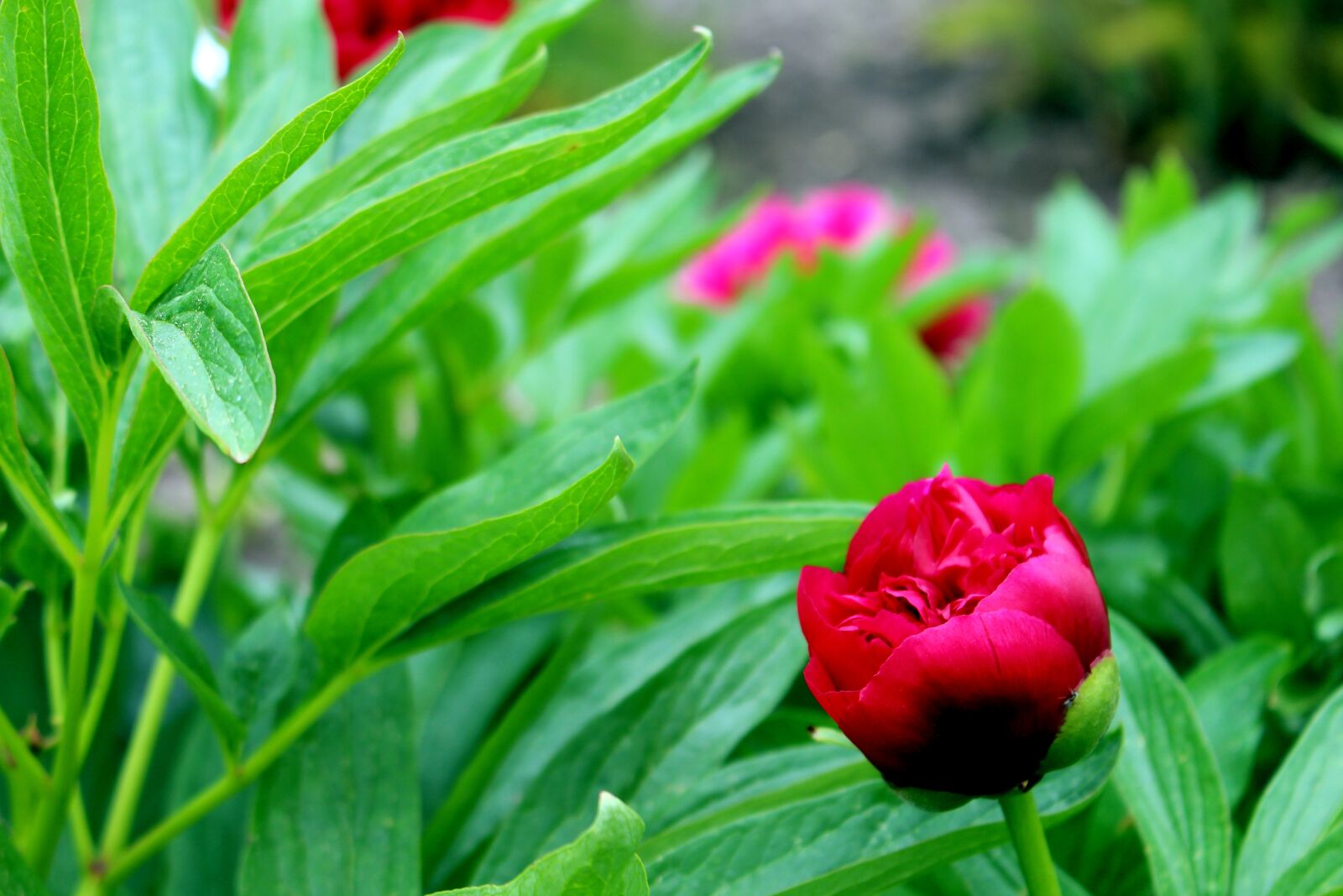Canon EOS 700D (EOS Rebel T5i / EOS Kiss X7i) sample photo. Rose, red, pink rose photography