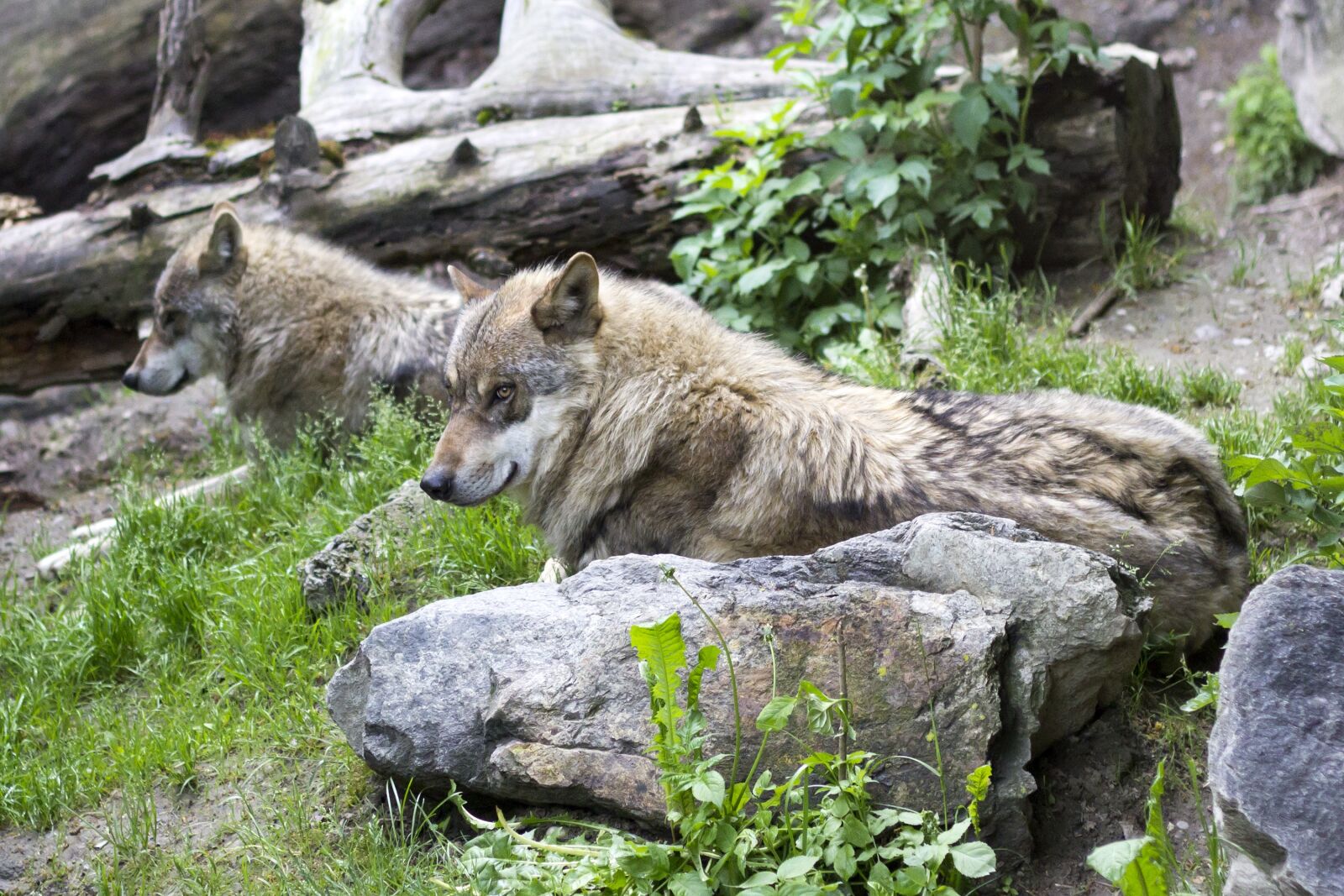 Canon EOS 60D + Canon EF 50mm F1.8 II sample photo. Wolves, canis lupus, european photography