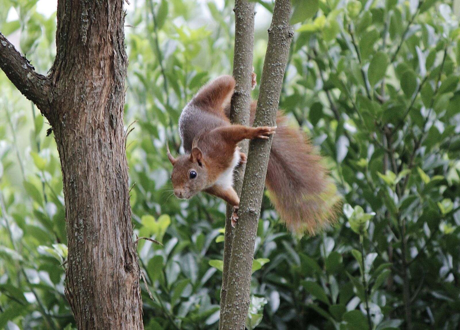 Canon EOS 600D (Rebel EOS T3i / EOS Kiss X5) + Canon EF-S 55-250mm F4-5.6 IS II sample photo. Squirrel, animal, climb photography