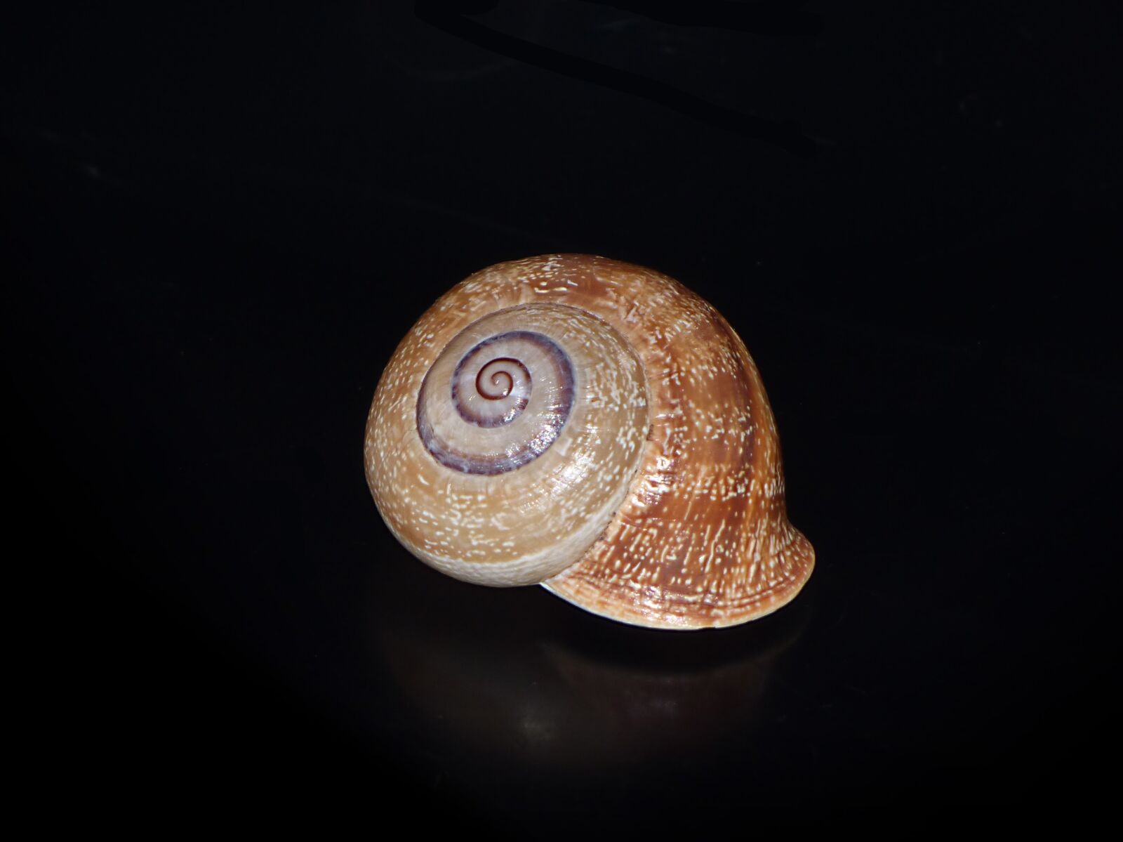 Panasonic Lumix DMC-FZ70 sample photo. Snail, shell, spiral photography
