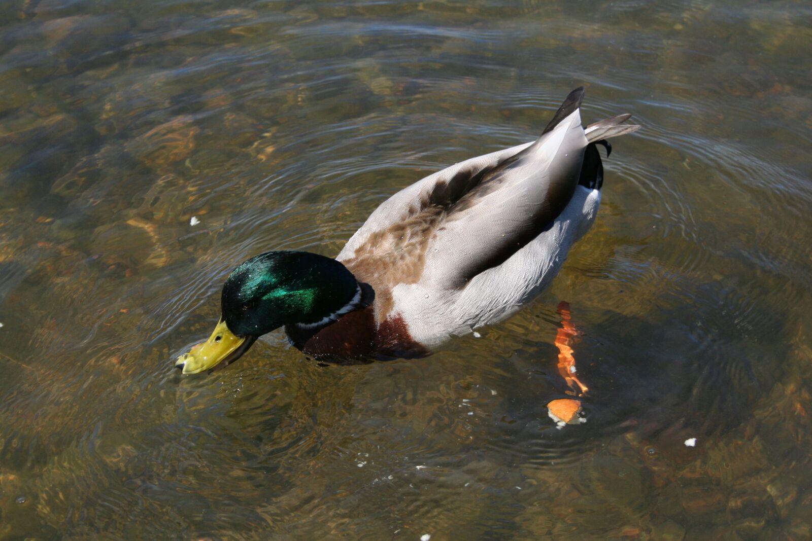 Canon EOS 350D (EOS Digital Rebel XT / EOS Kiss Digital N) sample photo. Duck, nature, summer photography
