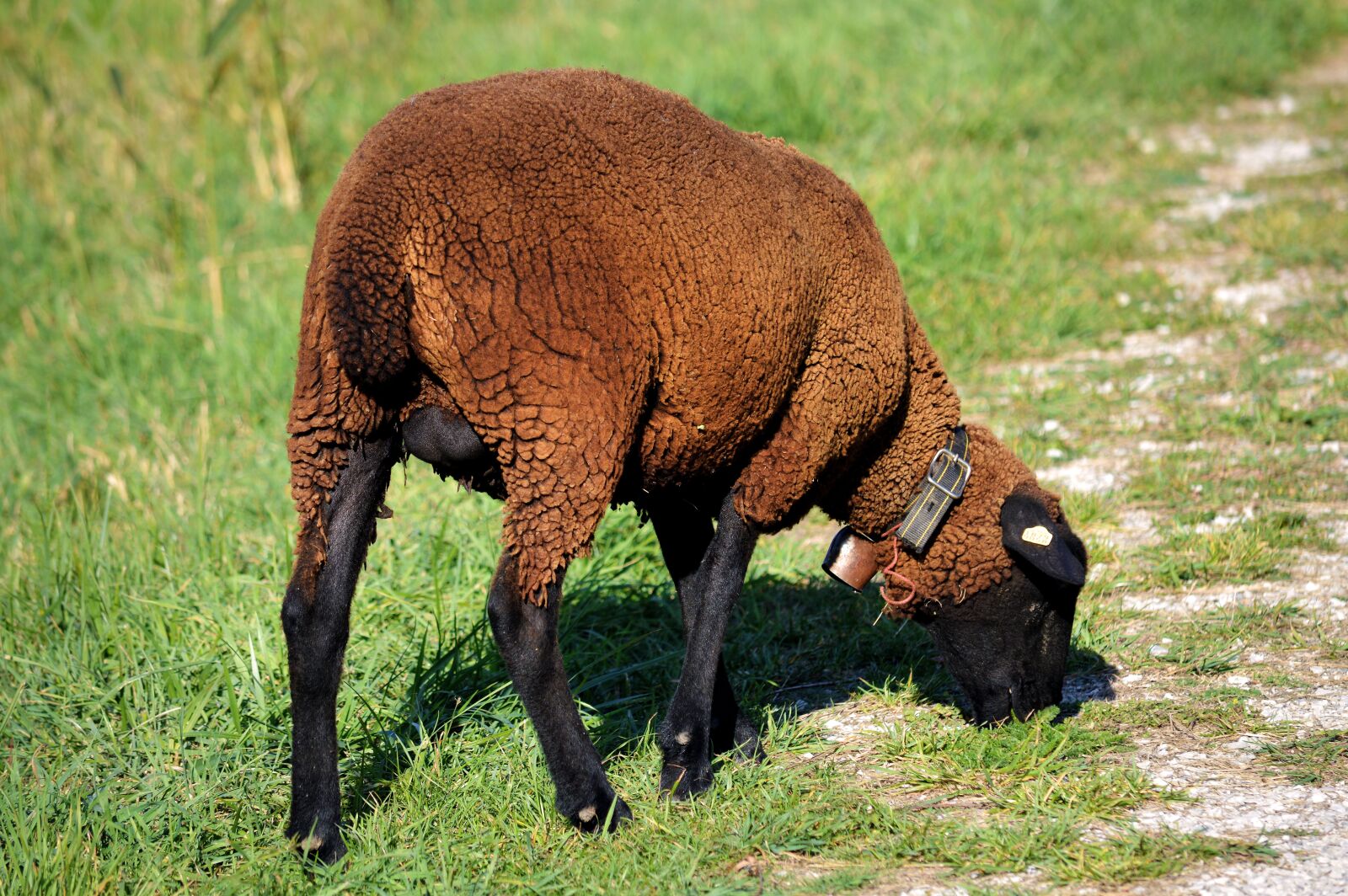 Nikon D3200 sample photo. Sheep, animal, eat photography