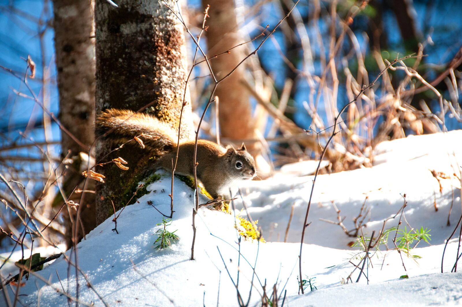 Nikon D300S sample photo. Nature, forest, animal photography