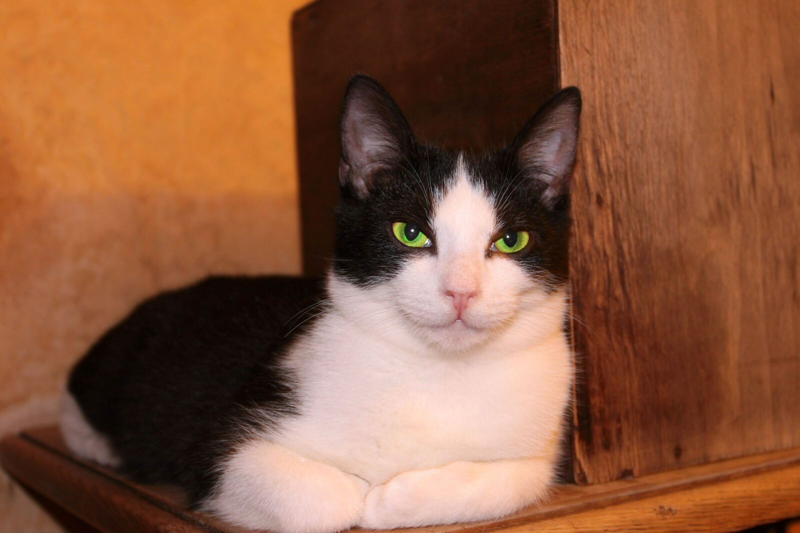 Canon EOS 500D (EOS Rebel T1i / EOS Kiss X3) sample photo. Cat, mammals, charming photography