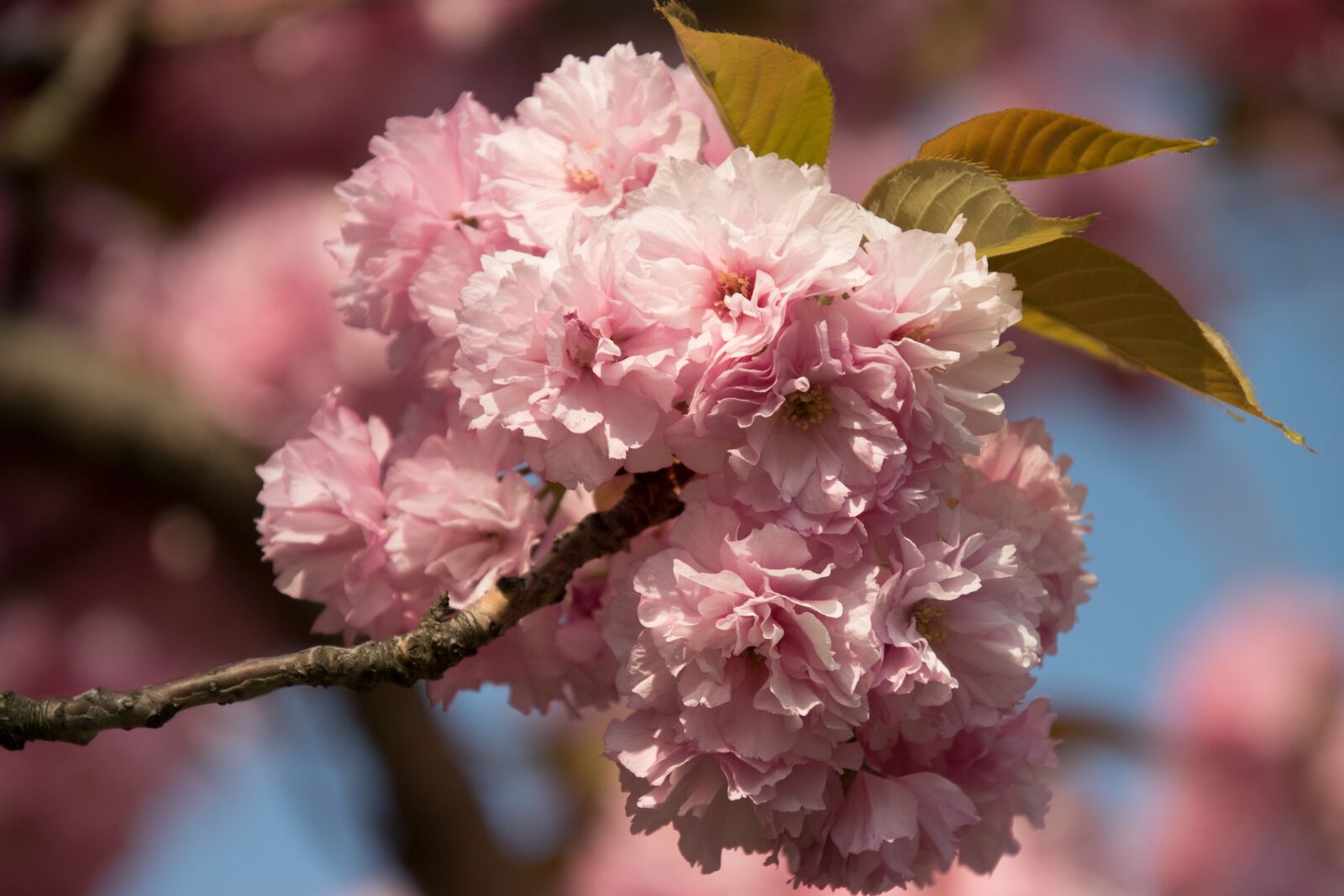 Nikon D3300 sample photo. Flower, nature, tree photography