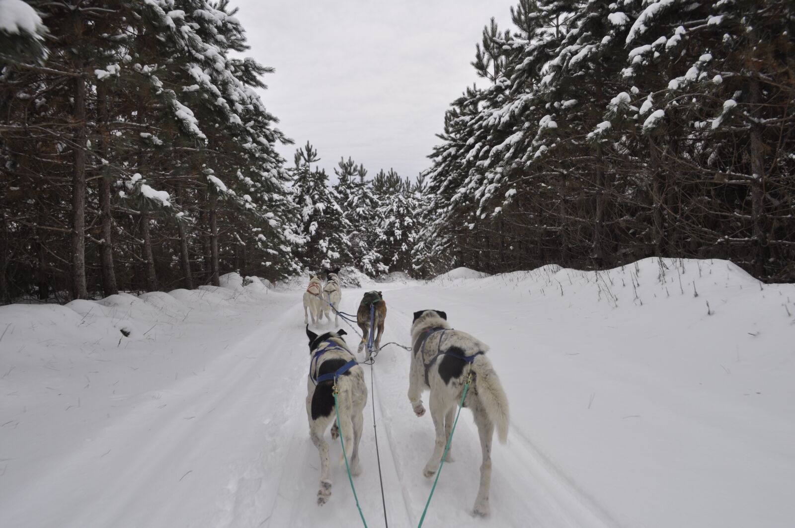 Nikon D5000 sample photo. Dogsled, winter, snow photography