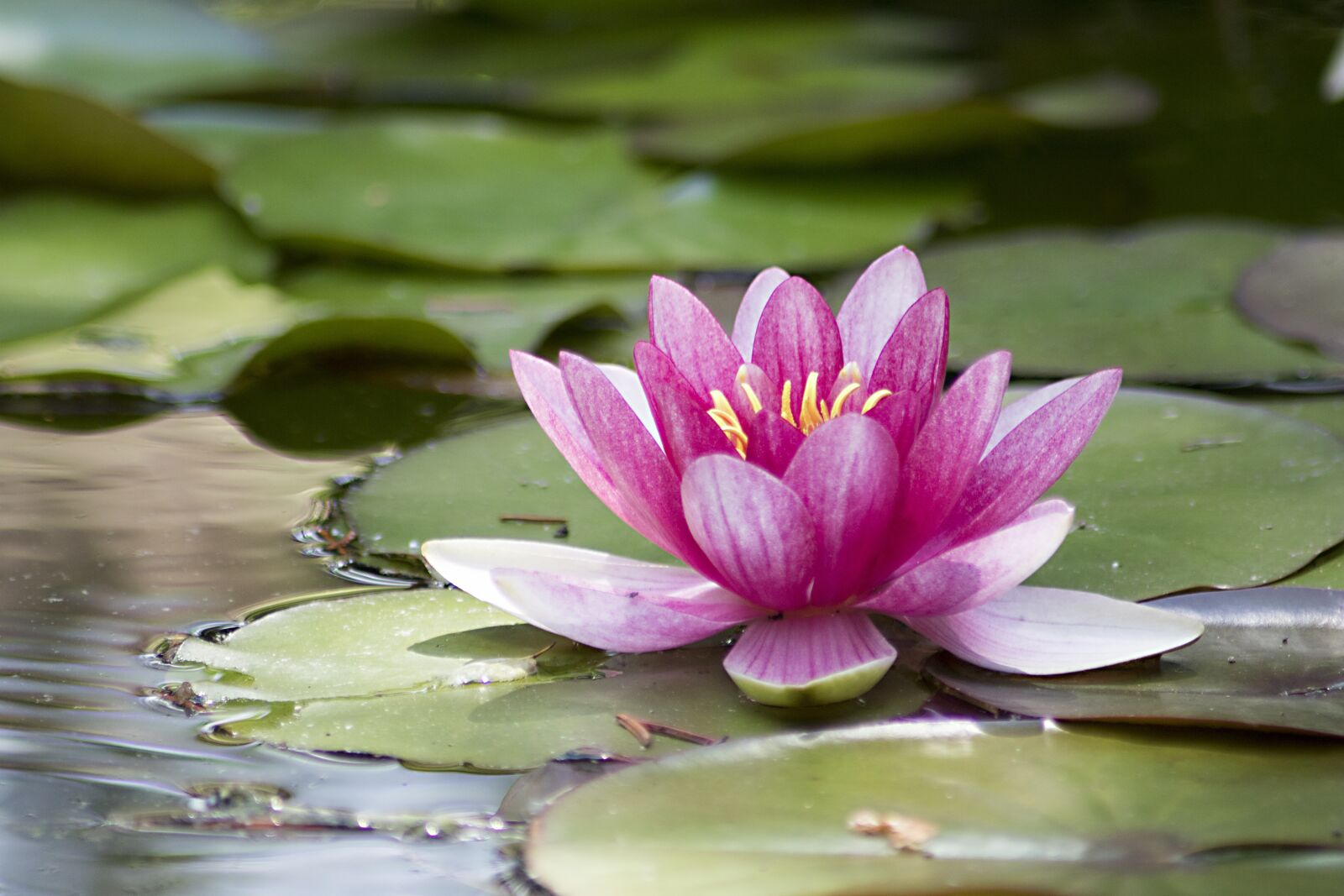 Canon EOS 750D (EOS Rebel T6i / EOS Kiss X8i) sample photo. Water lily, pink, pink photography
