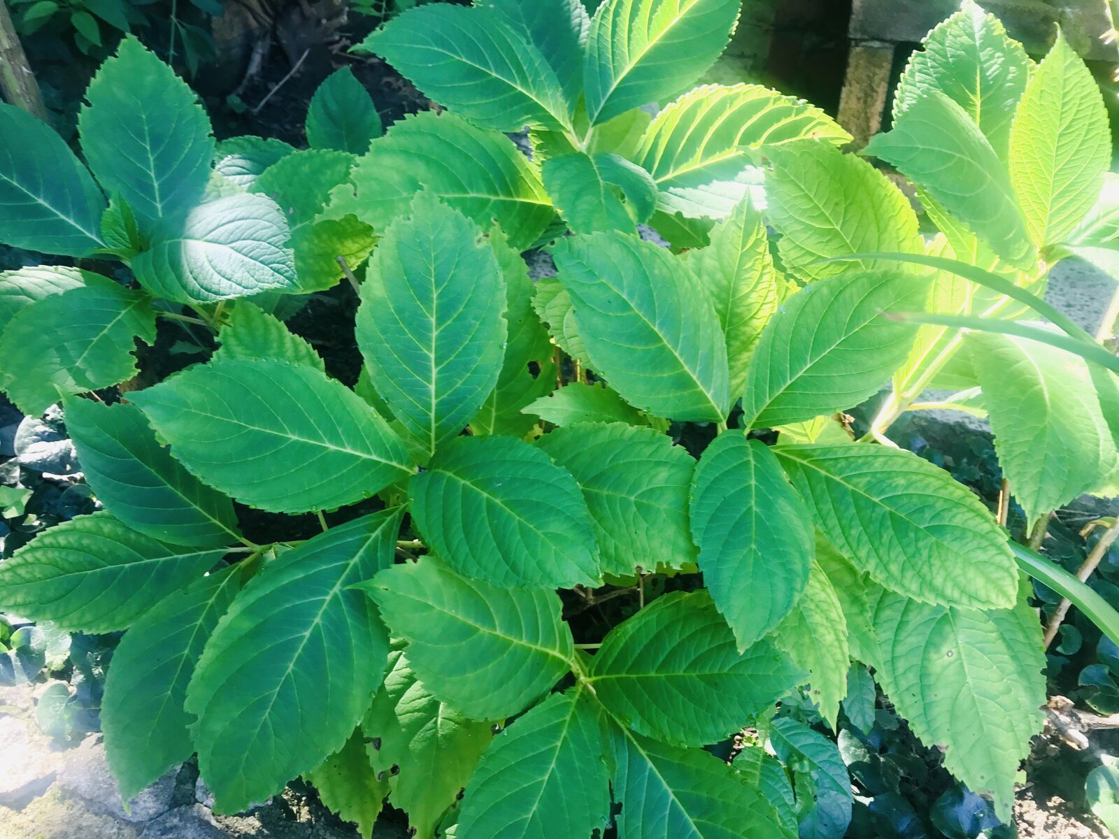 iPhone 7 back camera 3.99mm f/1.8 sample photo. Autumn, plant, foliage photography