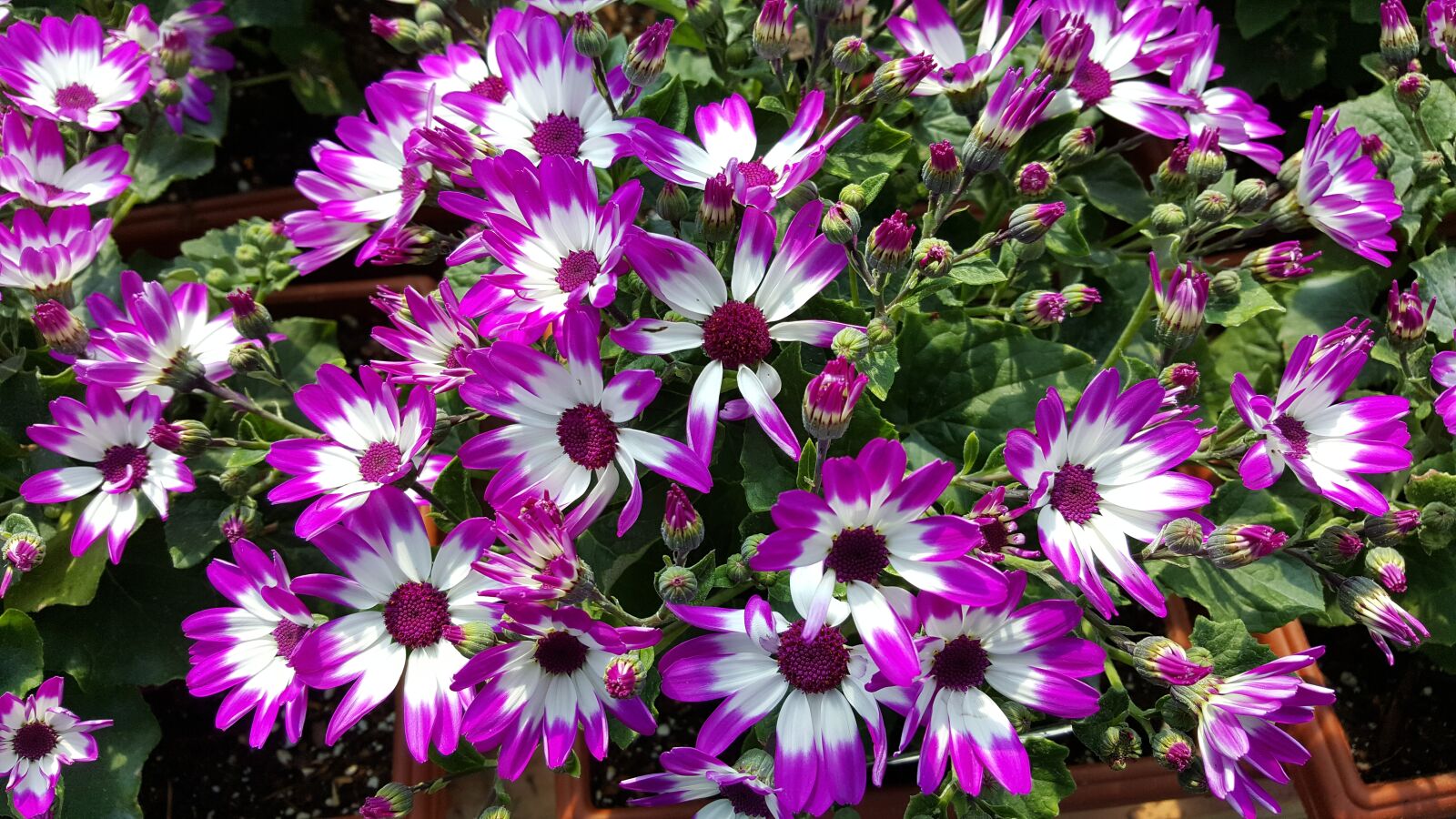 Samsung Galaxy Note5 sample photo. Plants, nursery, flower photography