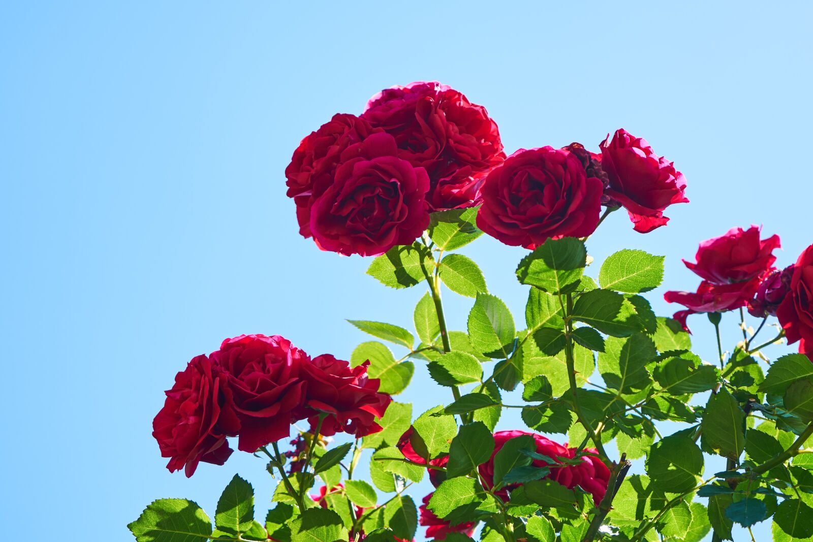Sony a7R II sample photo. Rose, flower, nature photography