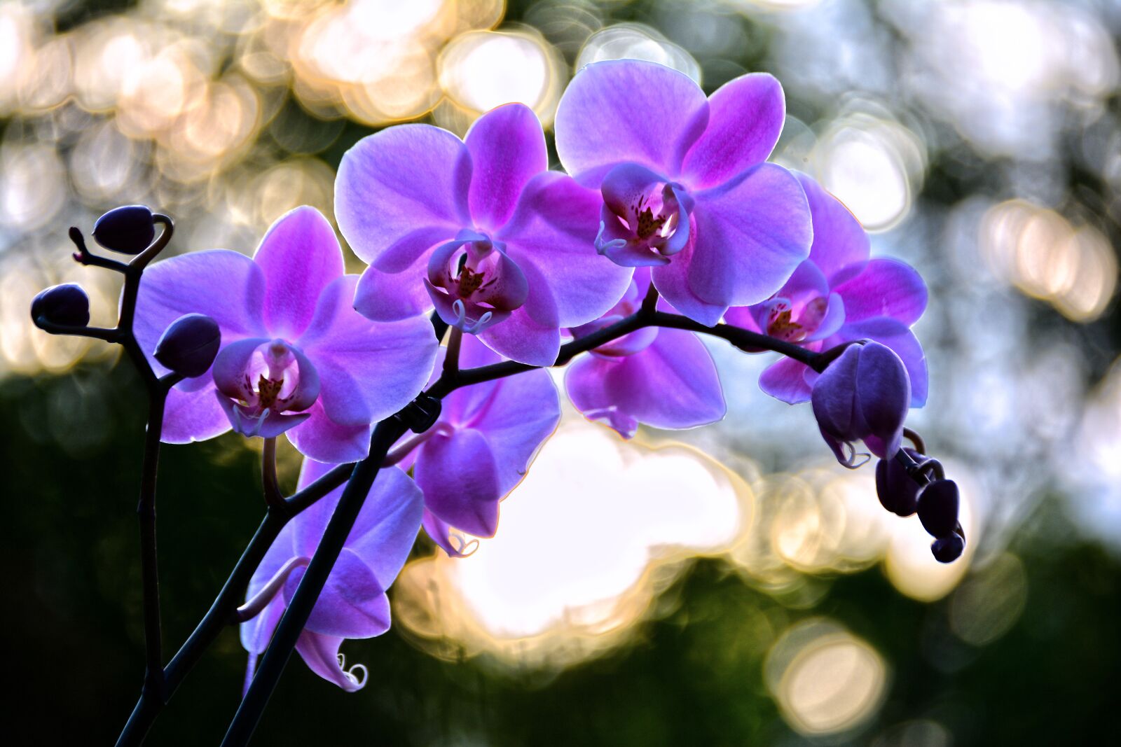 Nikon D5200 sample photo. Flower, nature, flora photography