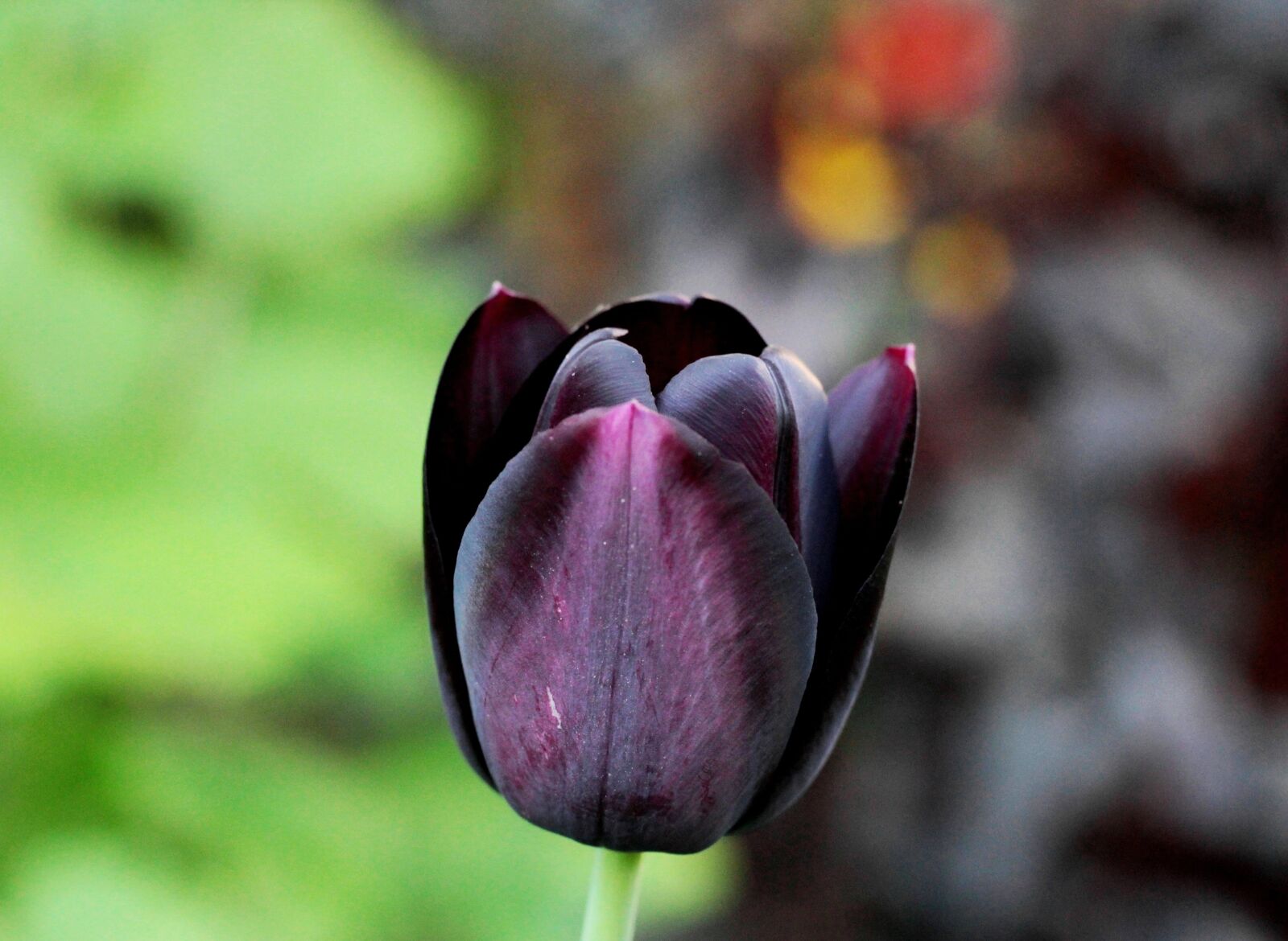 Canon EOS 600D (Rebel EOS T3i / EOS Kiss X5) + Canon EF 50mm F1.8 STM sample photo. Tulip, black, purple photography