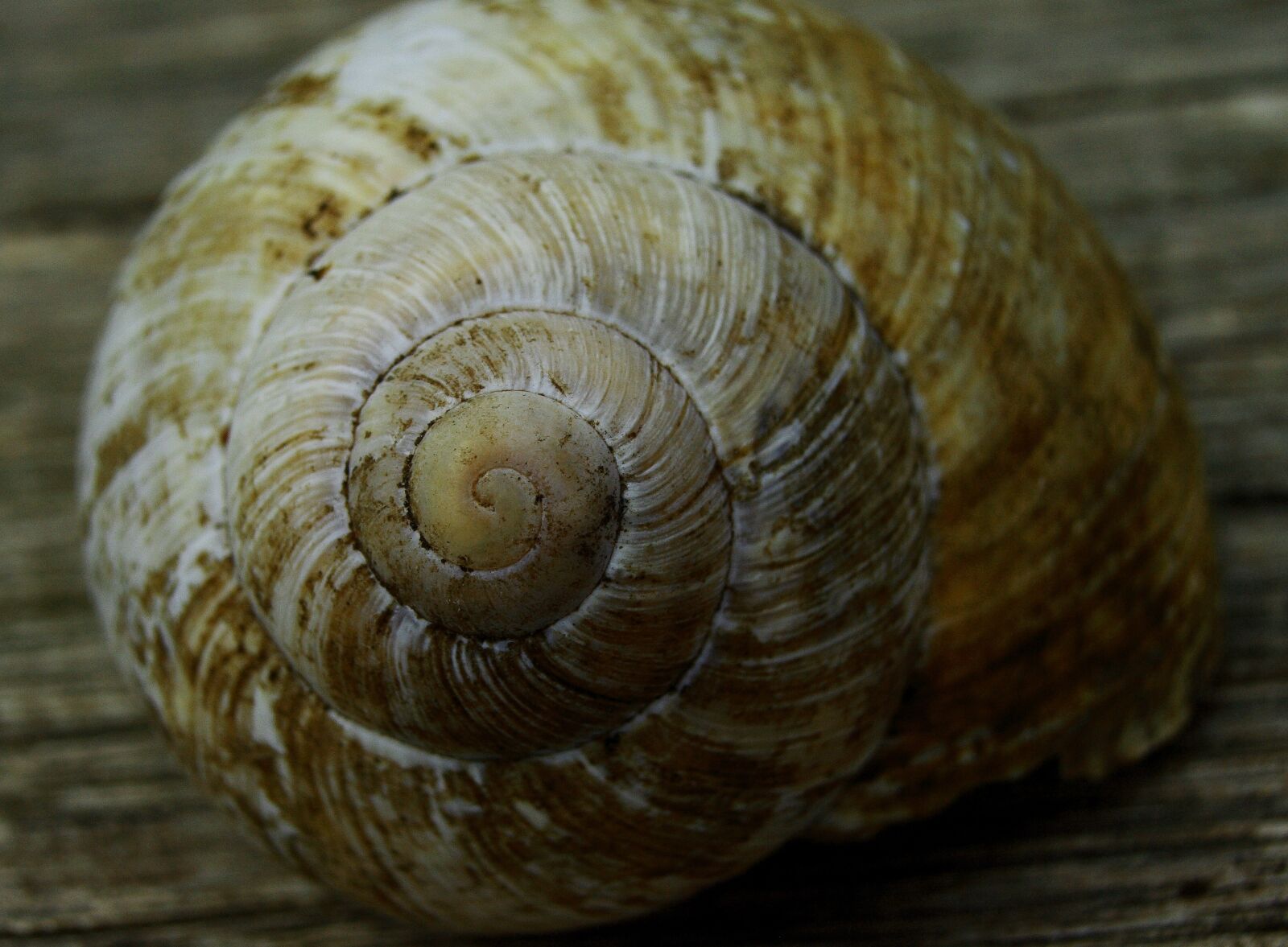 Canon EOS 400D (EOS Digital Rebel XTi / EOS Kiss Digital X) sample photo. Snail, spiral, macro photography