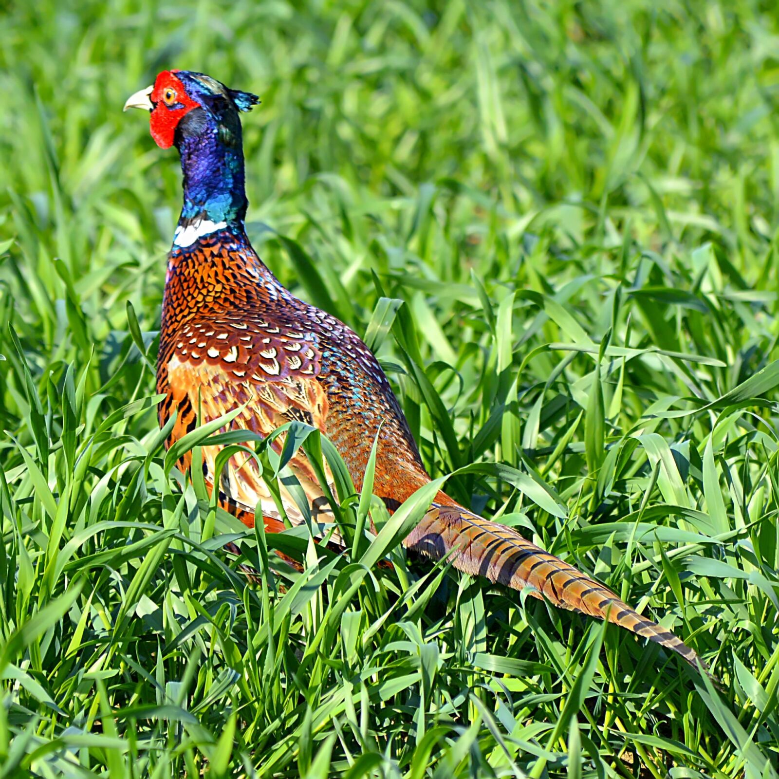 Nikon D3200 sample photo. Pheasant, hunting pheasant, field photography