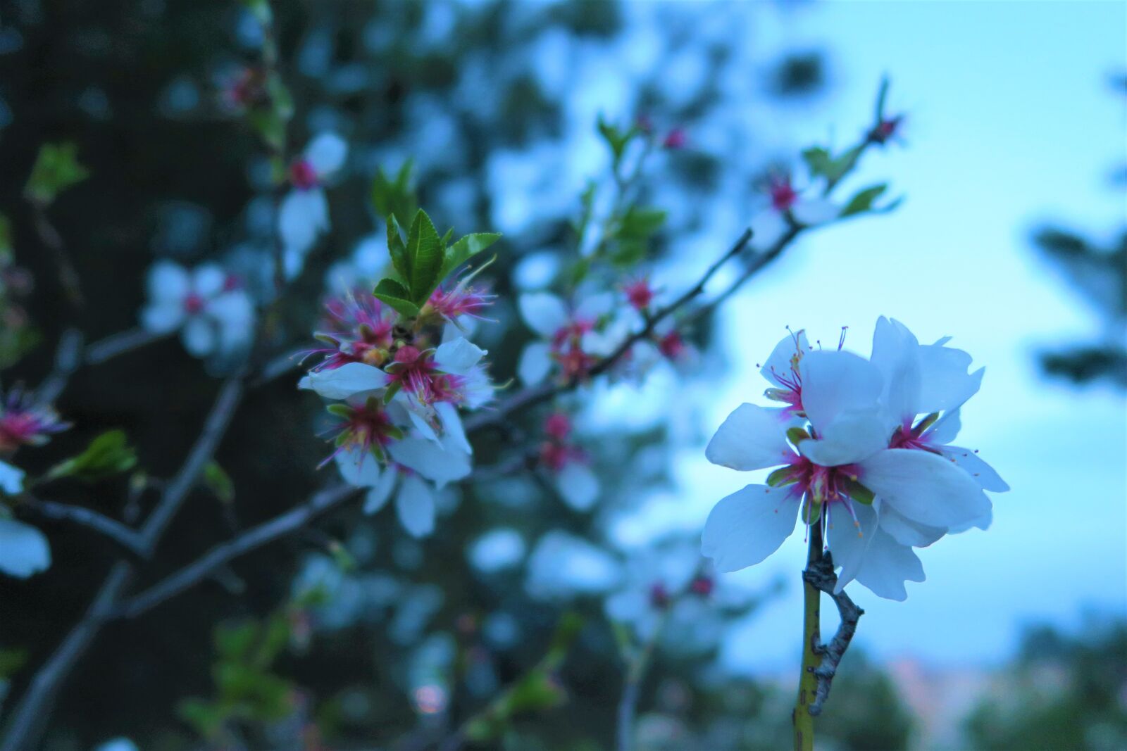 Canon PowerShot G7 X sample photo. Flower, nature, plant photography