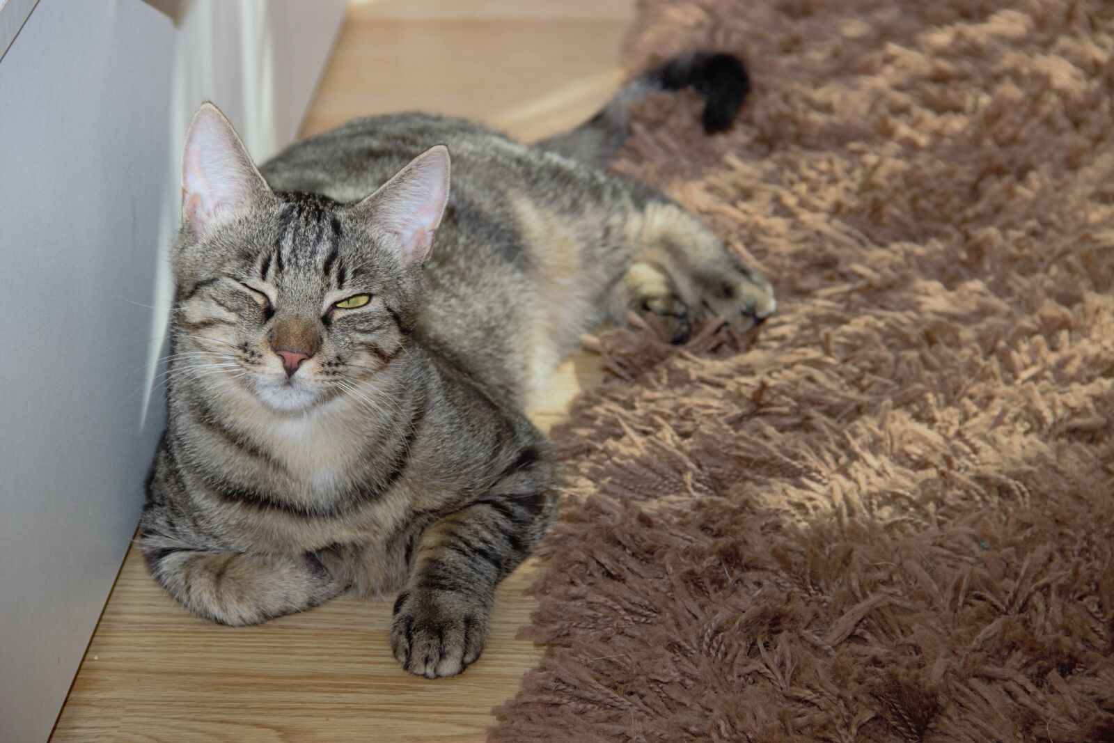 Canon EOS 600D (Rebel EOS T3i / EOS Kiss X5) sample photo. Cat, domestic cat, breed photography