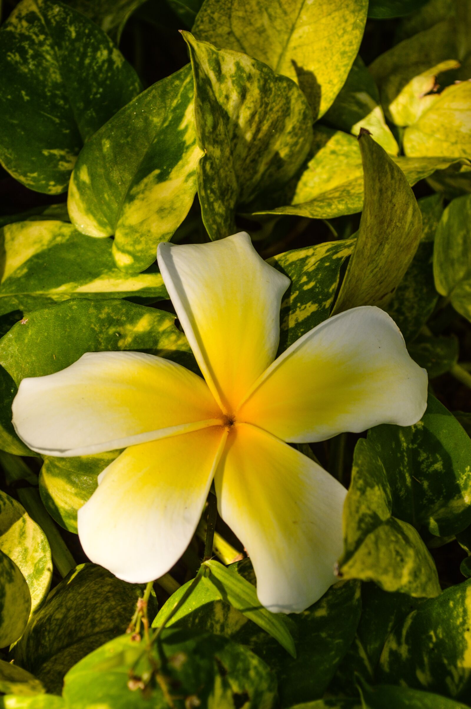 Nikon D3200 sample photo. Asian flower, sun, bud photography