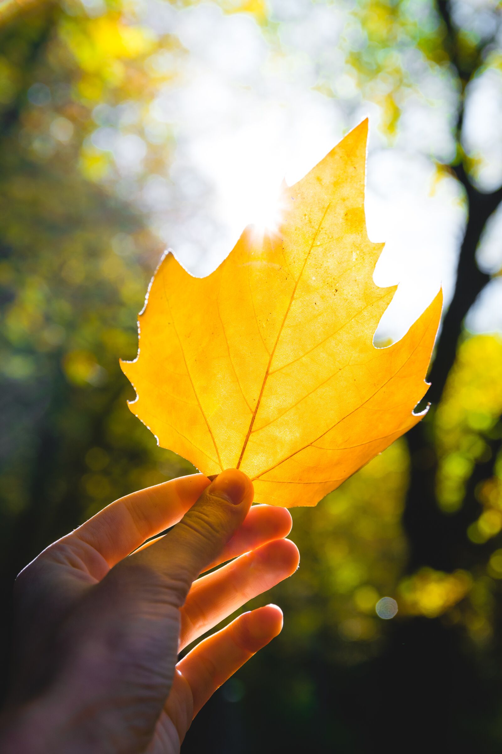 Nikon D3300 sample photo. Leaves, autumn, fall photography