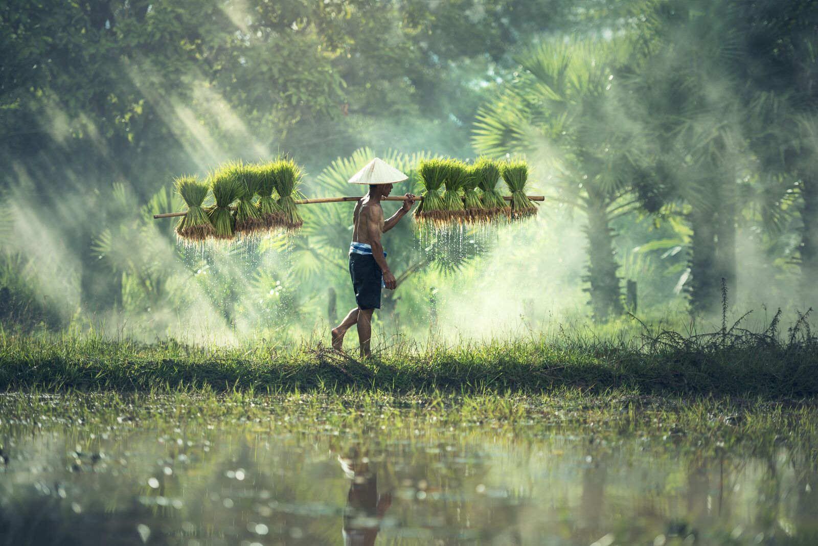 Nikon D810 sample photo. Agriculture, asia, cambodia photography