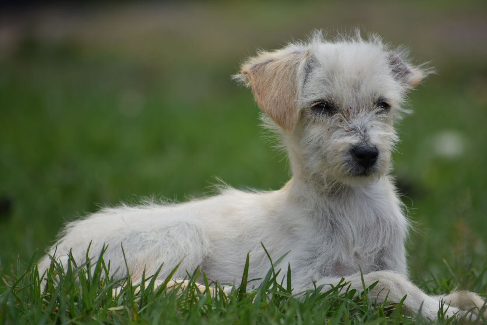 Nikon D3300 sample photo. Canis lupus familiaris, animalia photography