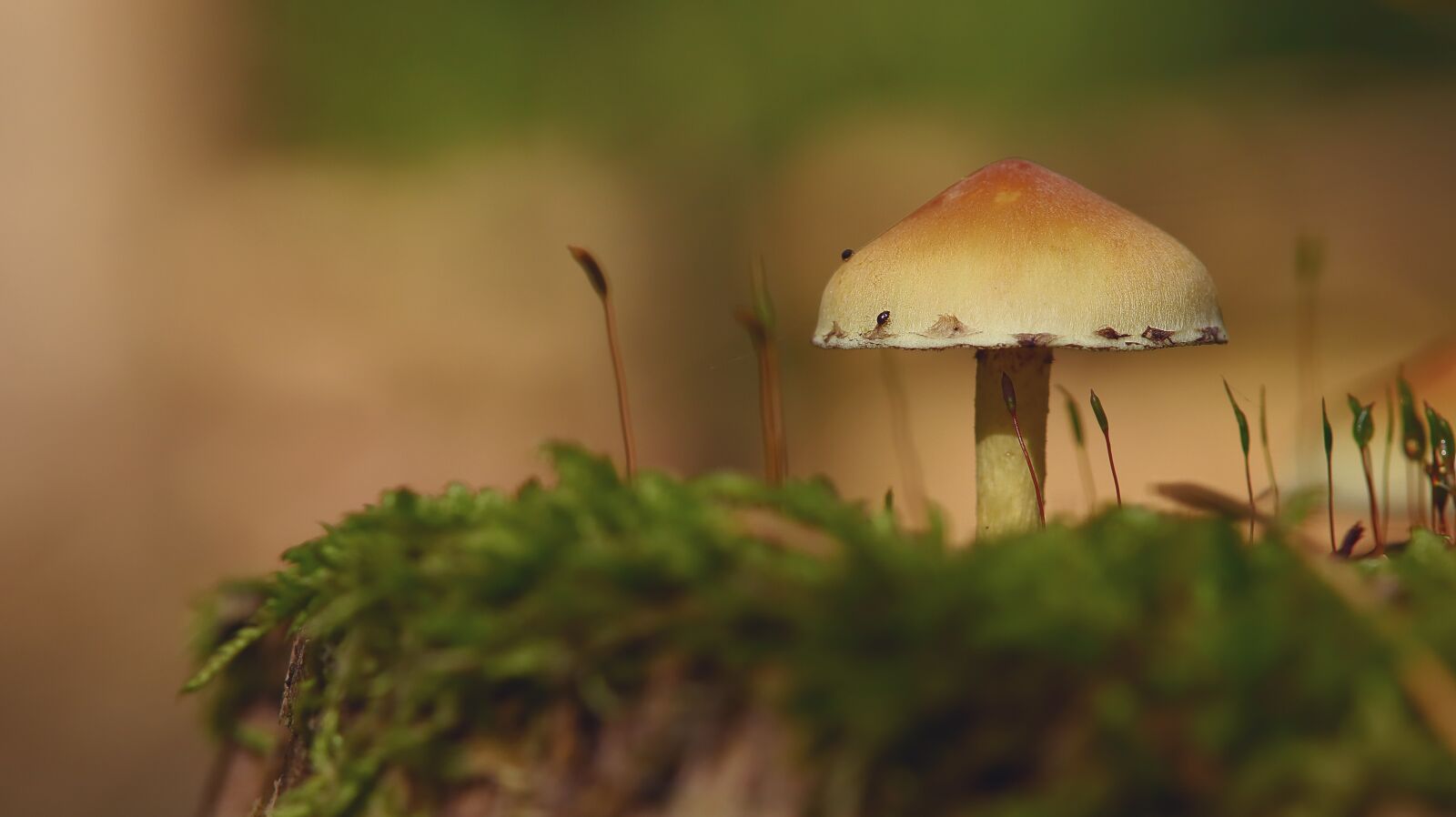 Canon EOS M50 (EOS Kiss M) sample photo. Mushroom, autumn, moss photography