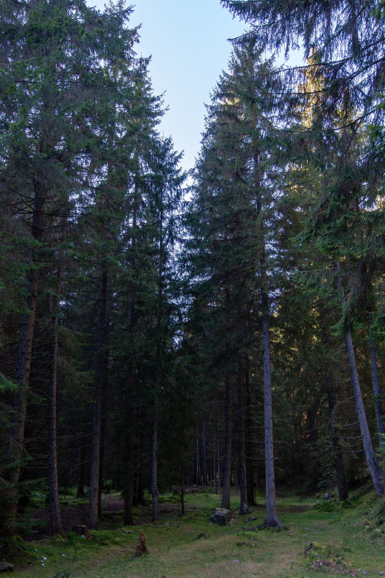 Tamron SP 15-30mm F2.8 Di VC USD sample photo. Forest, nature, trees photography