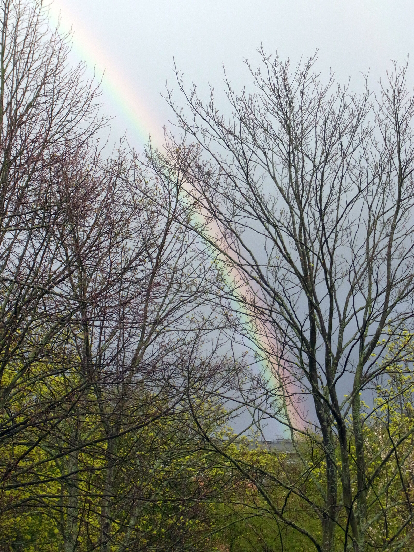 Ricoh CX3 sample photo. Rainbow, spring, trees photography