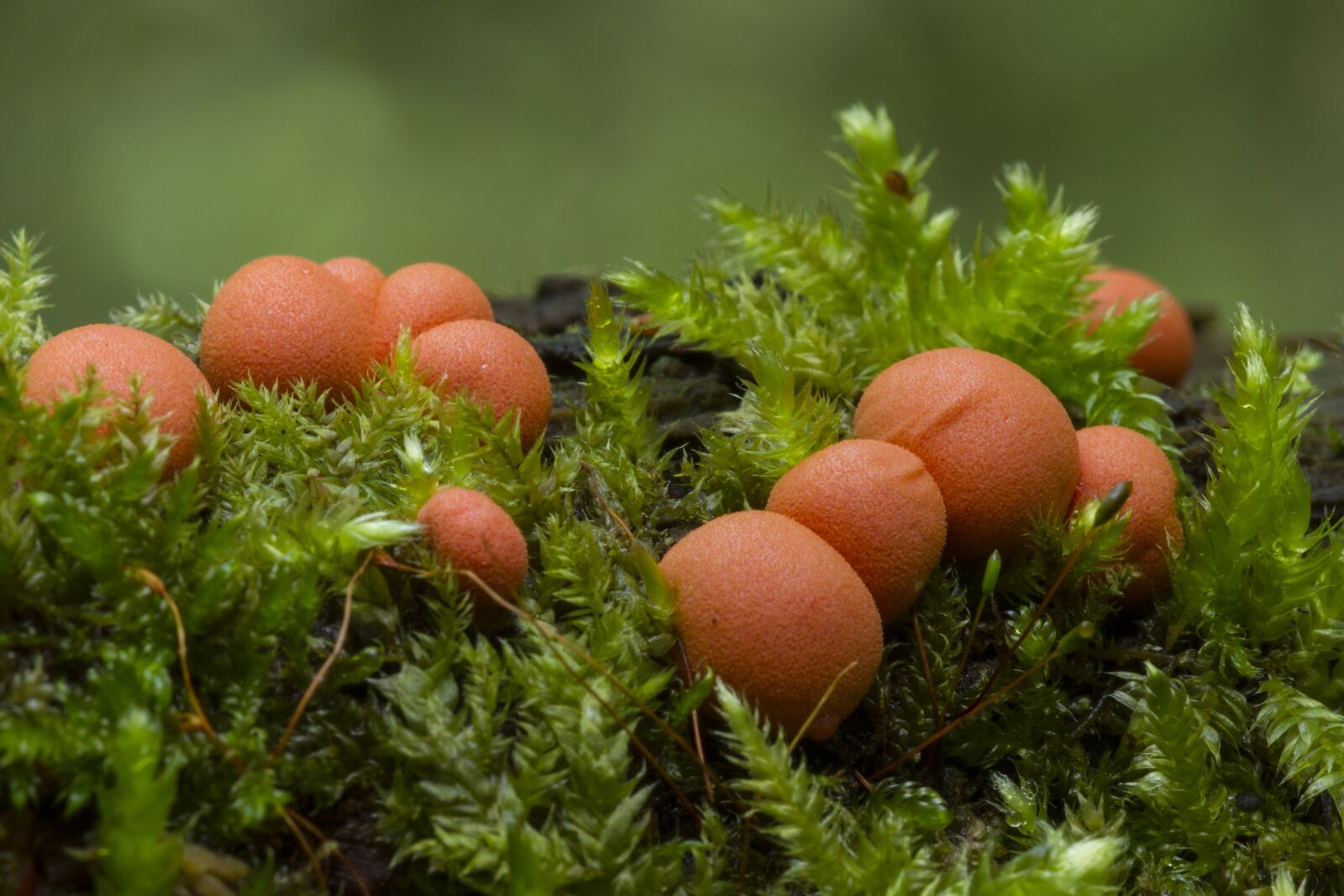 Canon EOS 7D sample photo. Blood milk mushroom, slime photography