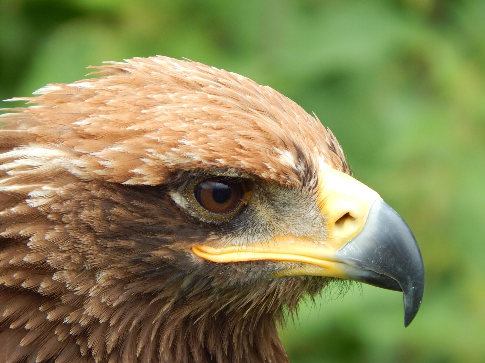 Nikon Coolpix L830 sample photo. Animal world, bird of photography