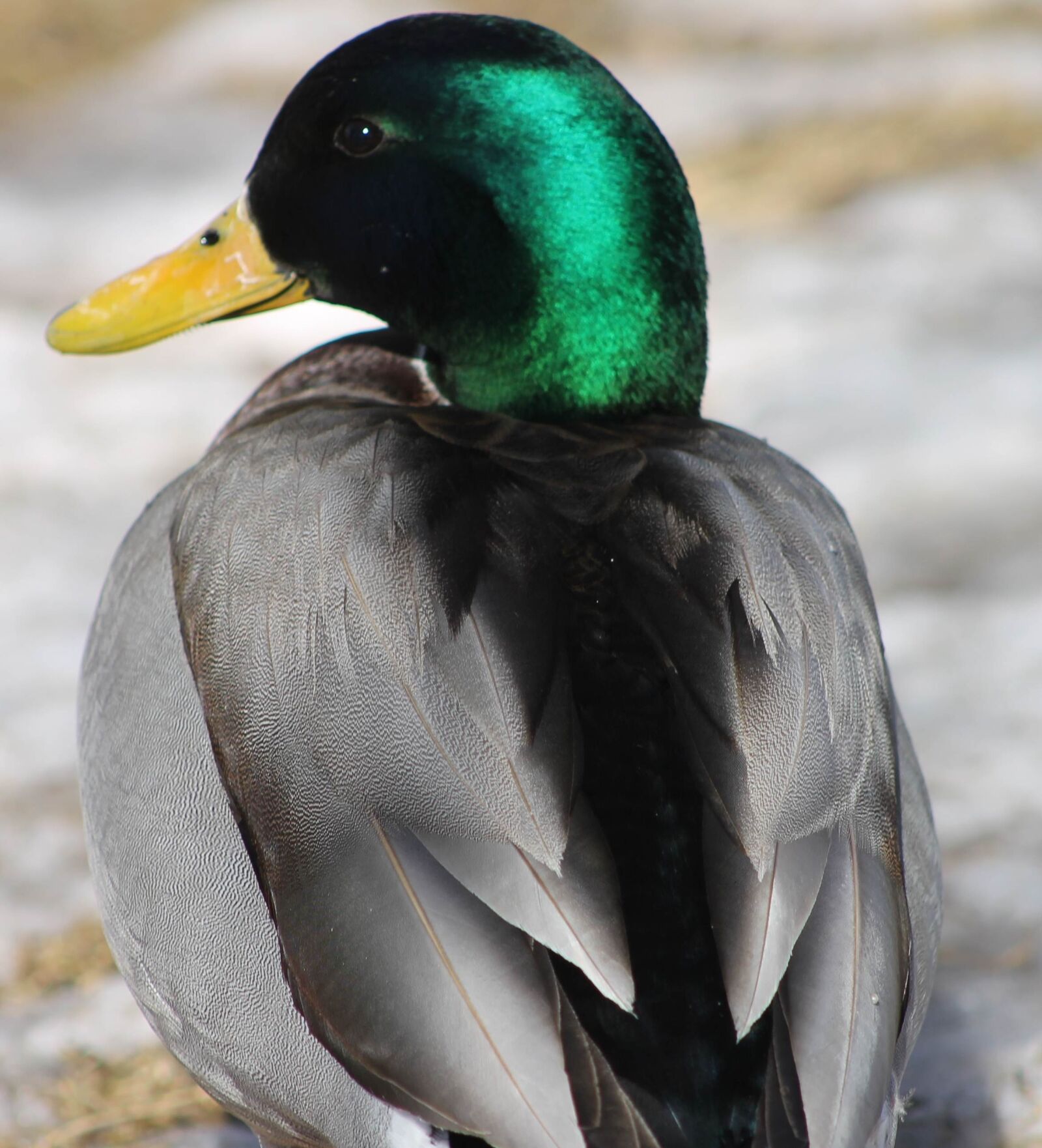 Canon EF 75-300mm f/4-5.6 sample photo. Duck, animal, chick photography